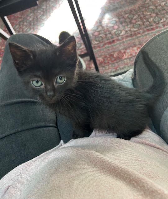 Enlarge Hansel, a Adoptable Domestic Short Hair in Orlando, FL image 3/3