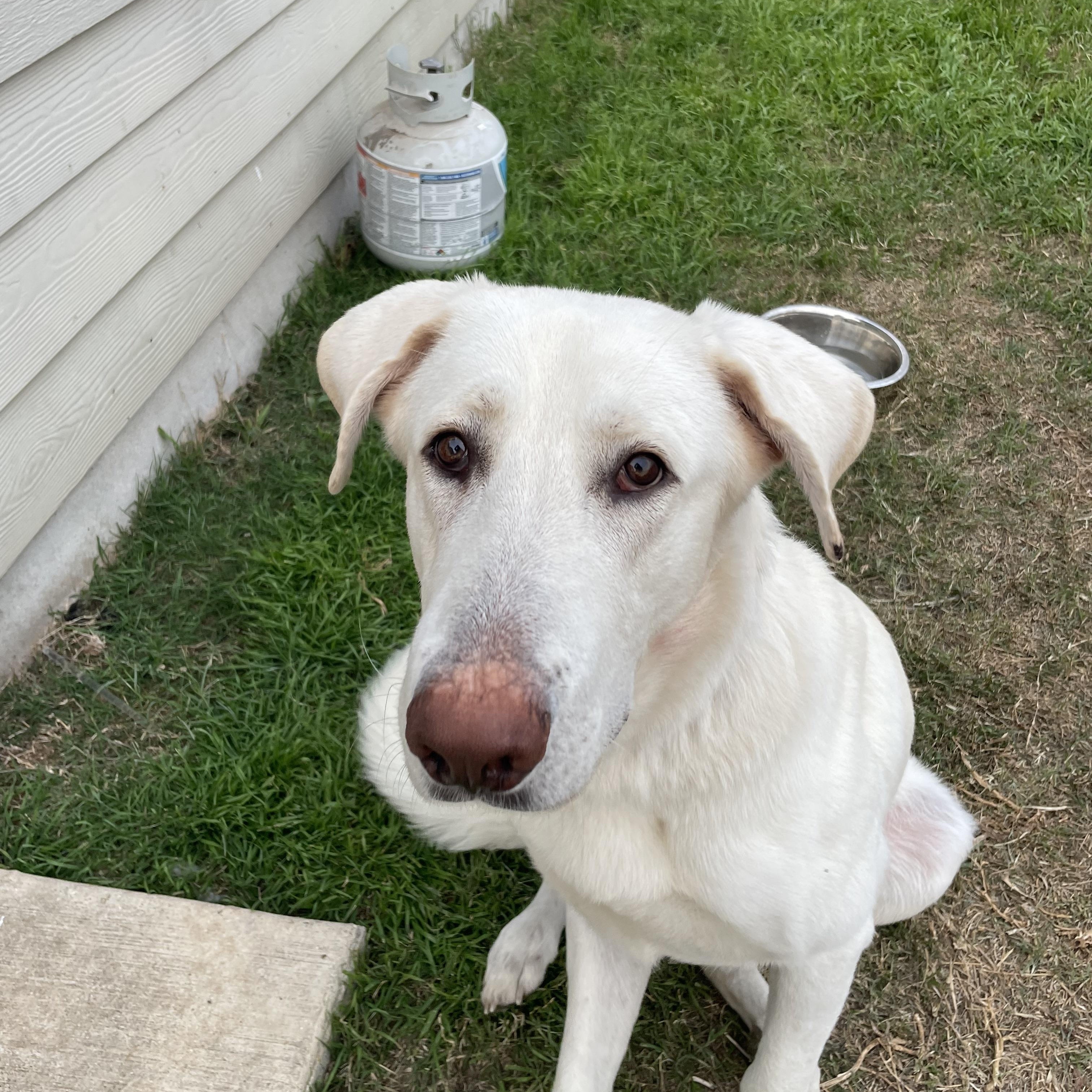 Enlarge Milo, a Adoptable mixed breed in Austin, TX image 2/3