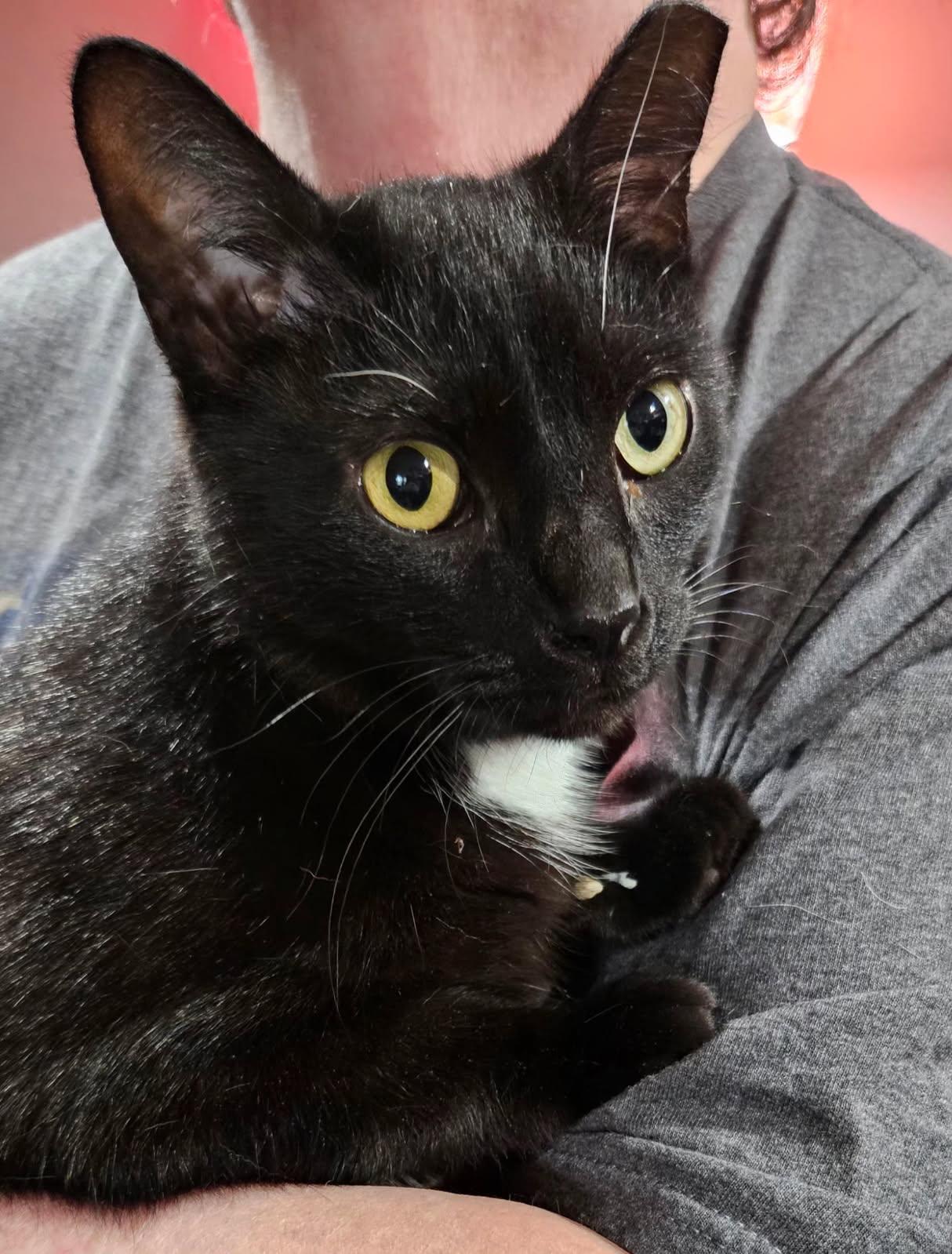 Bear, ADOPTABLE, Young Male Domestic Short Hair.