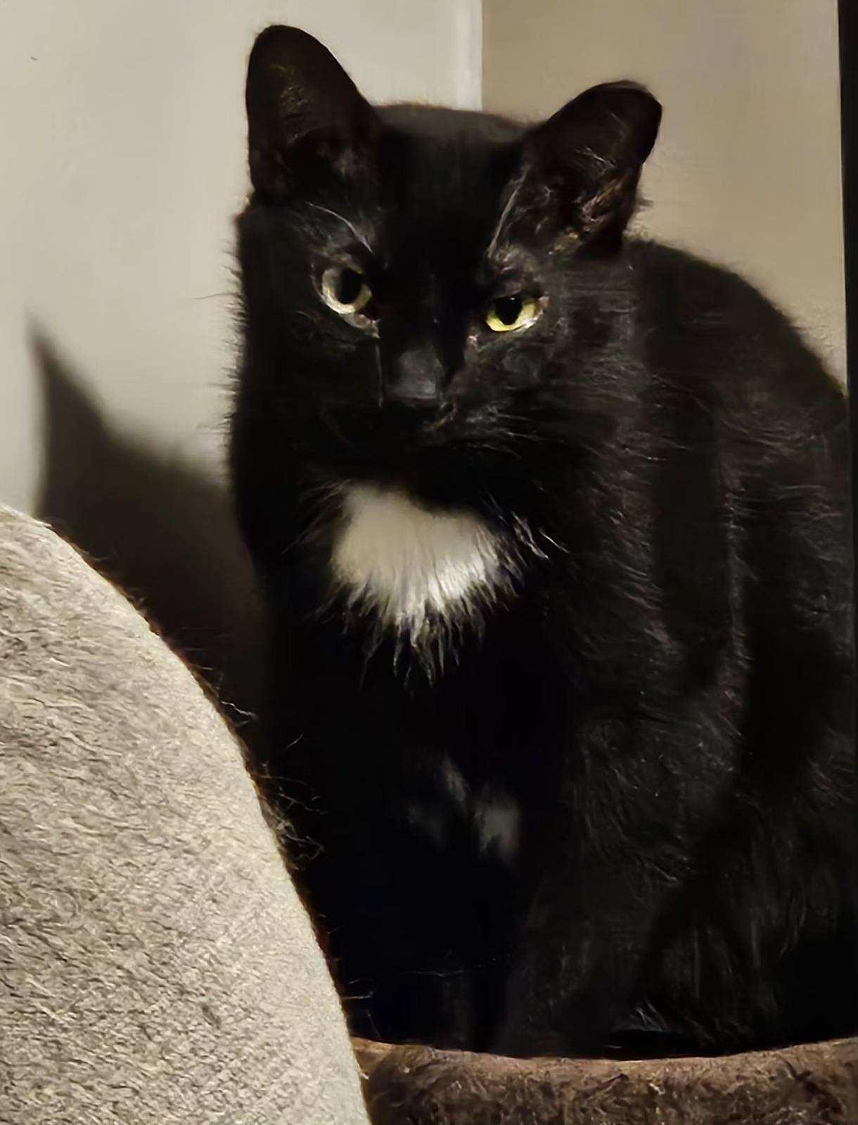 Bear, a ADOPTABLE Domestic Short Hair in Kirklin, IN image 2/2