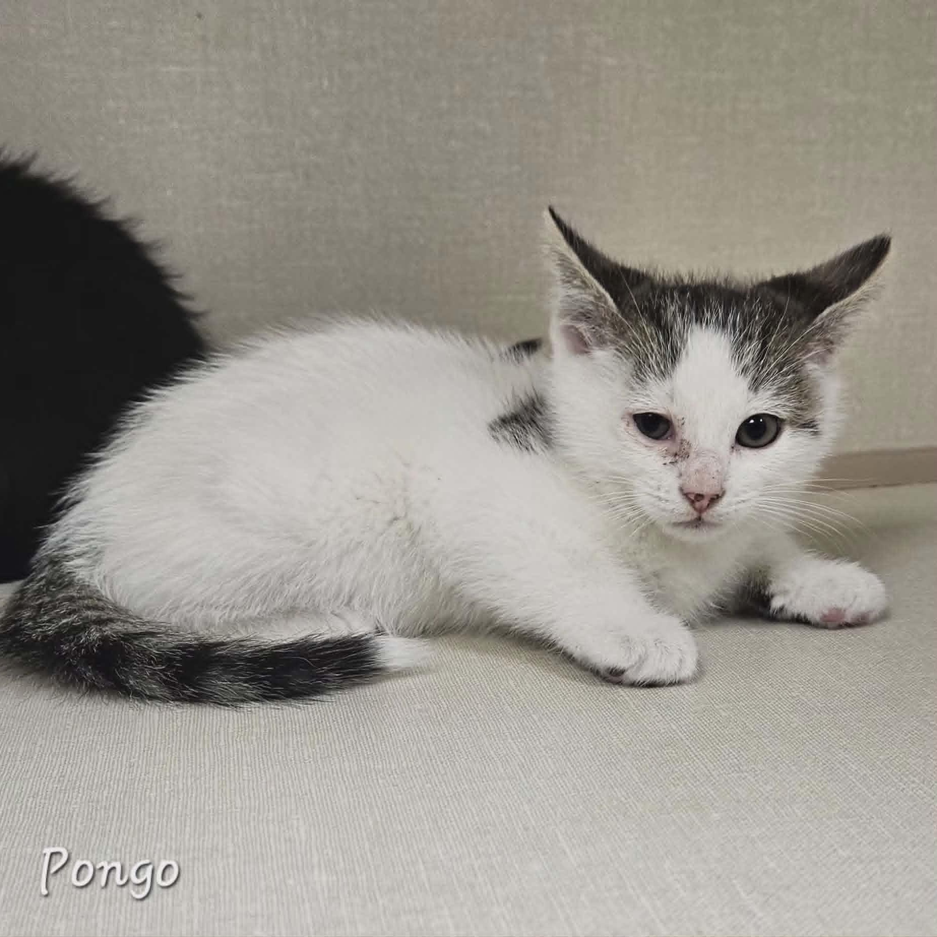 Enlarge Pongo, a Adoptable Domestic Short Hair in Wapakoneta, OH image 3/3