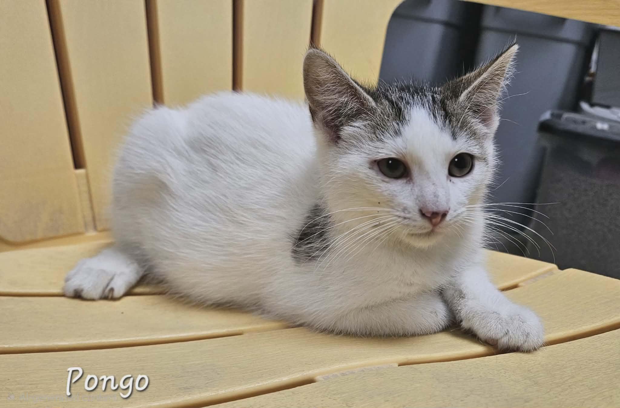 Enlarge Pongo, a Adoptable Domestic Short Hair in Wapakoneta, OH image 2/3