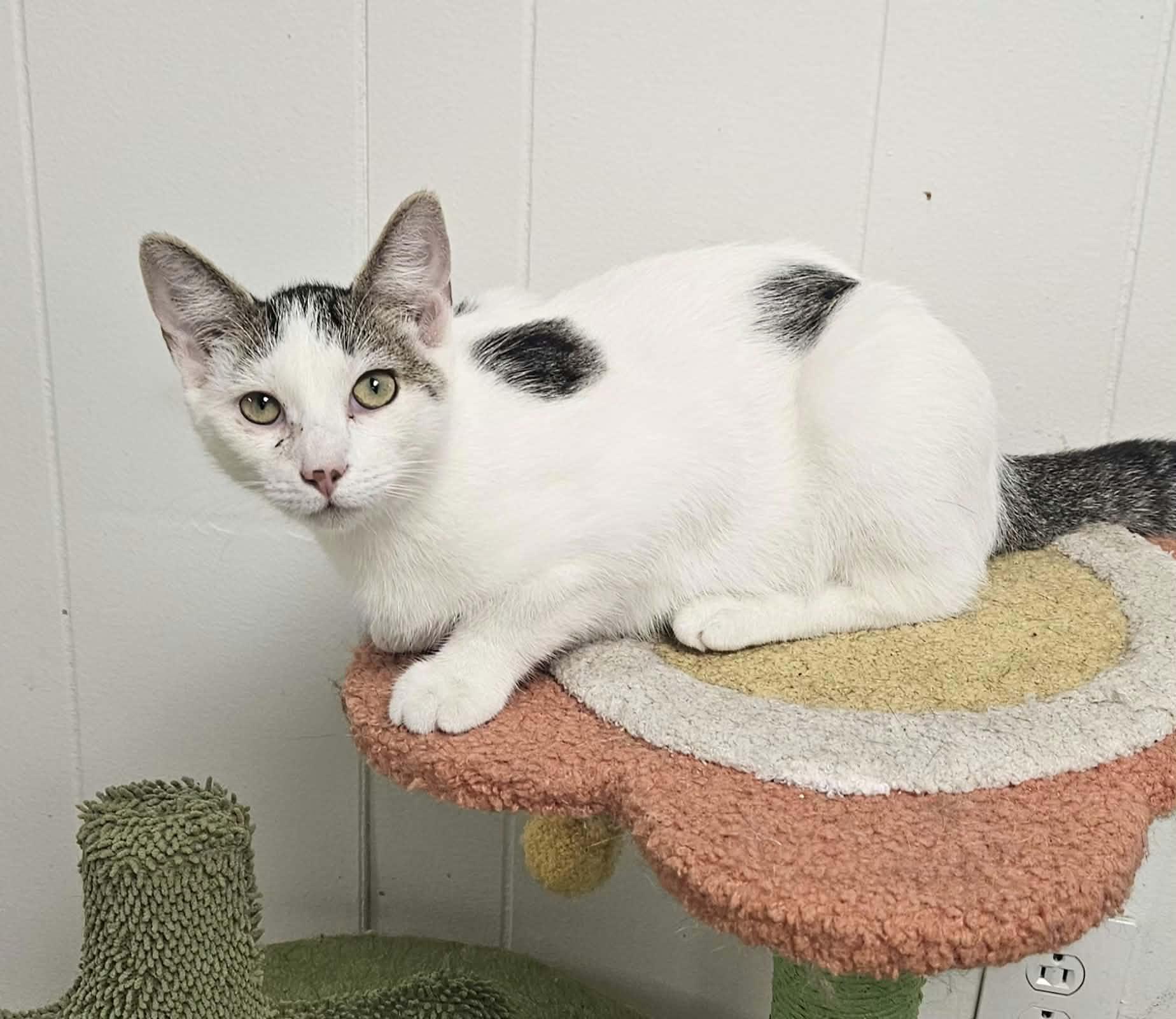Pongo, Adoptable, Kitten Male Domestic Short Hair.