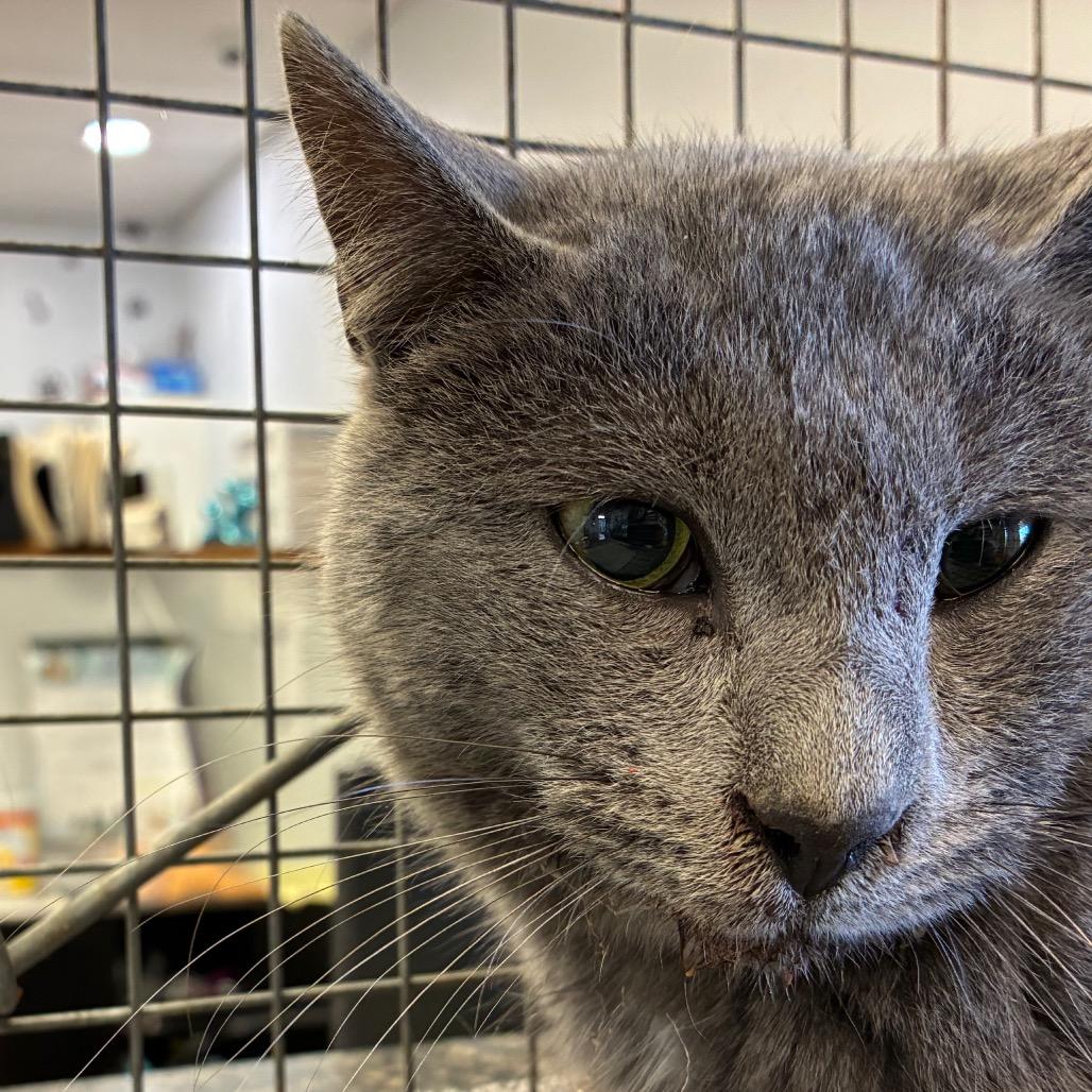 Nimbus, Adoptable, Young Male Domestic Short Hair & Domestic Short Hair.