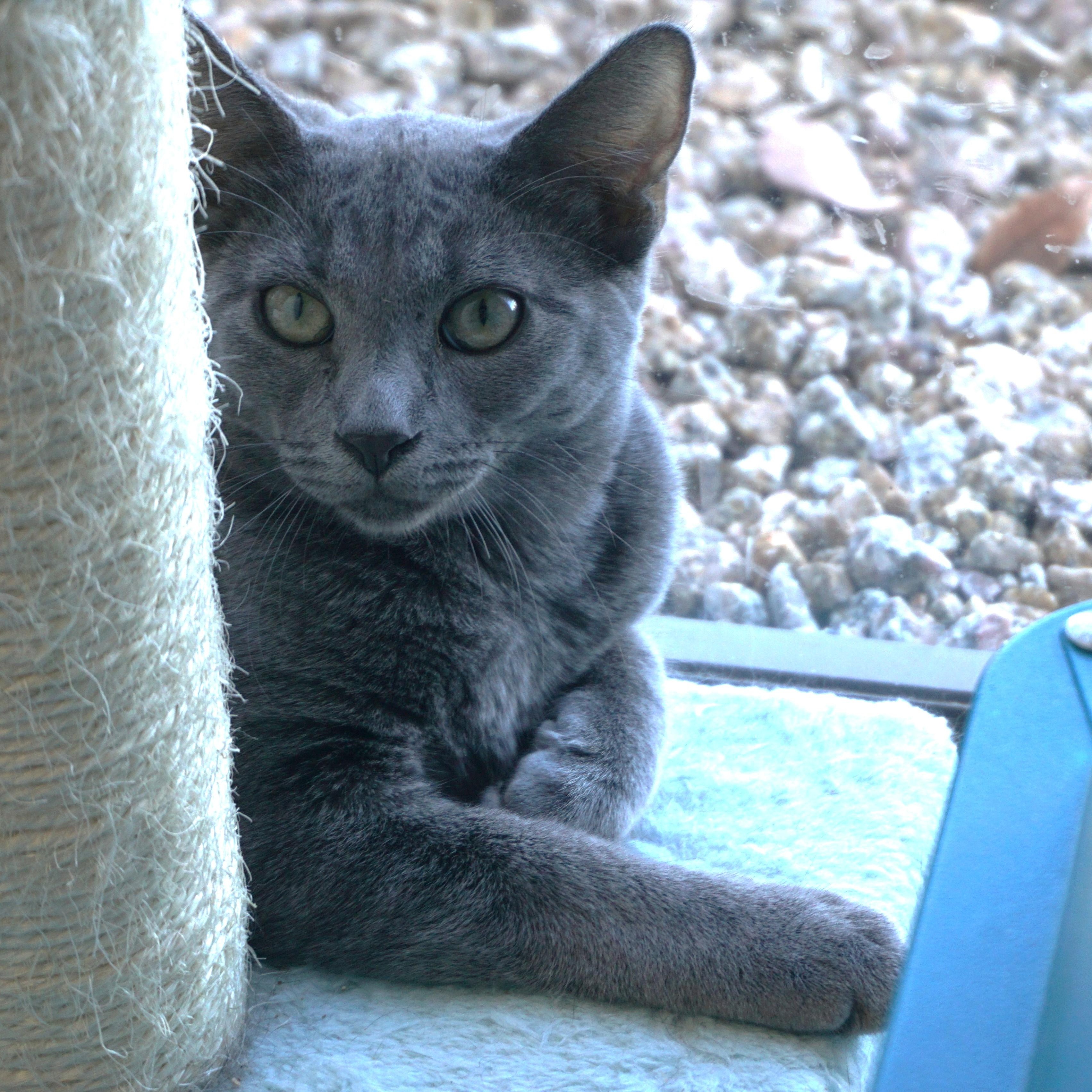 Guava, Adoptable, Kitten Male Domestic Short Hair.