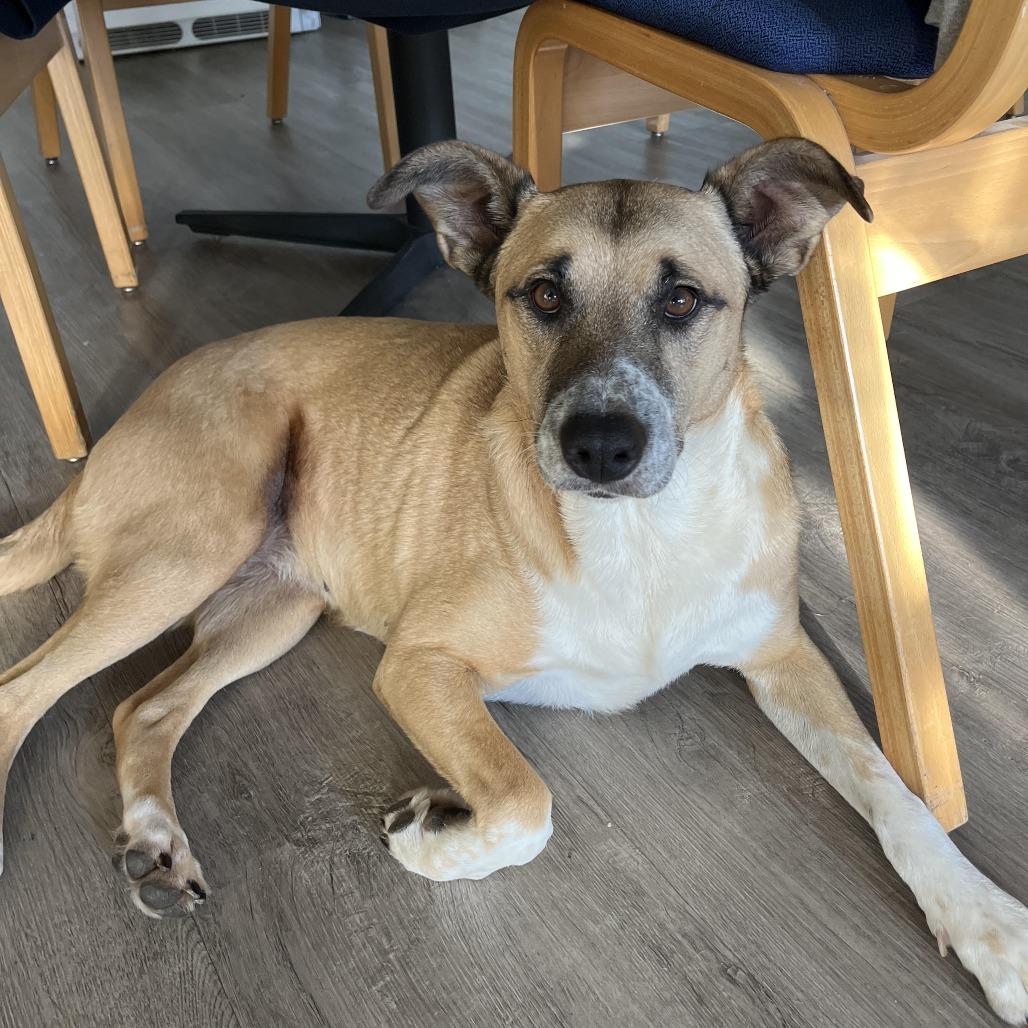 Enlarge Mellow - People friendly, does best w/ another dog in the home!, a Adoptable mixed breed in Flagstaff, AZ image 1/6