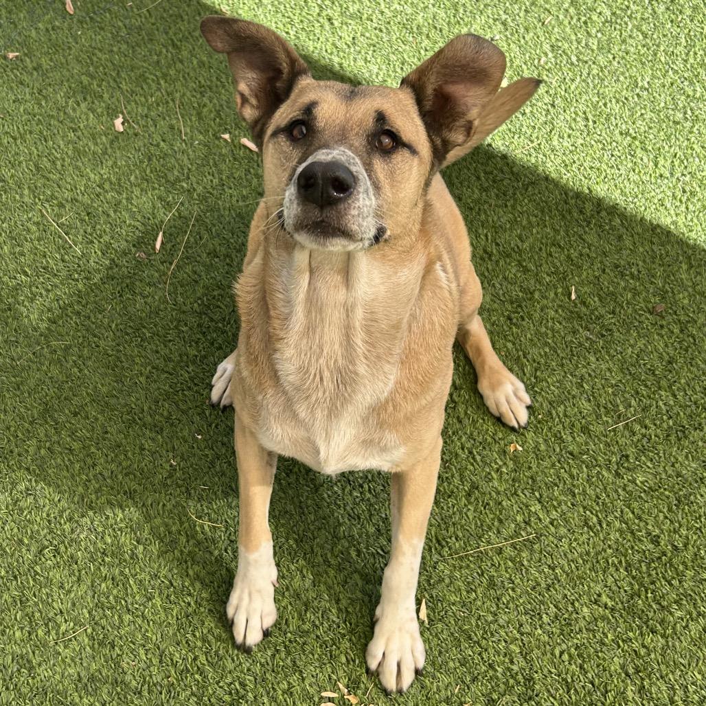 Enlarge Mellow - People friendly, does best w/ another dog in the home!, a Adoptable mixed breed in Flagstaff, AZ image 2/6