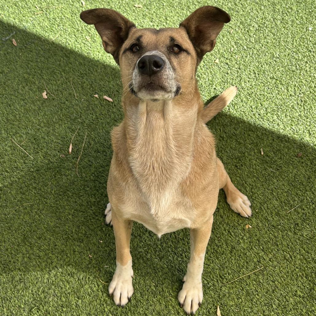 Enlarge Mellow - People friendly, does best w/ another dog in the home!, a Adoptable mixed breed in Flagstaff, AZ image 3/6