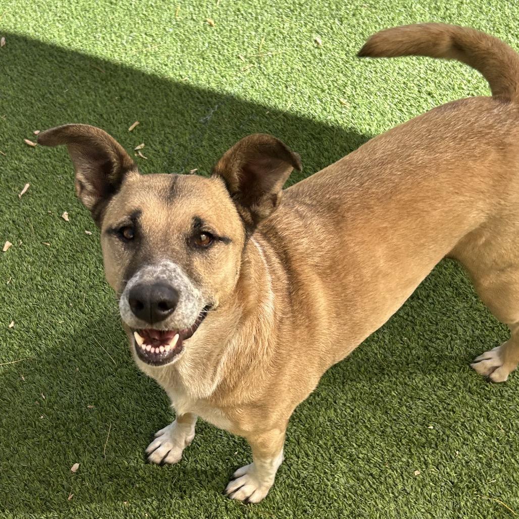 Enlarge Mellow - People friendly, does best w/ another dog in the home!, a Adoptable mixed breed in Flagstaff, AZ image 4/6