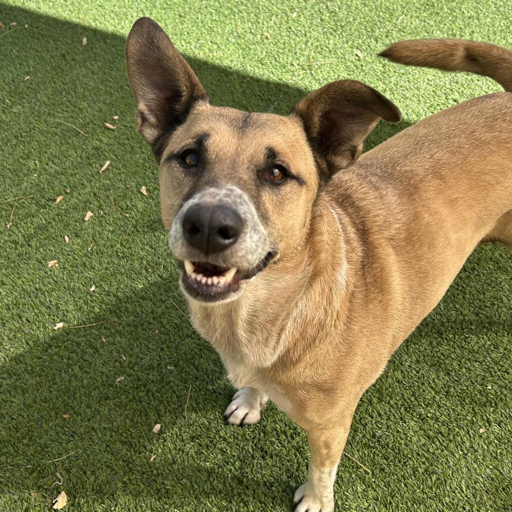 Enlarge Mellow - People friendly, does best w/ another dog in the home!, a Adoptable mixed breed in Flagstaff, AZ image 5/6