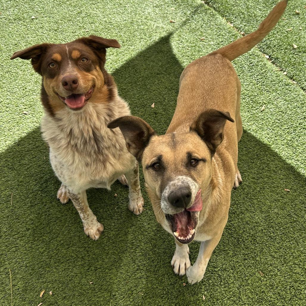 Enlarge Mellow - People friendly, does best w/ another dog in the home!, a Adoptable mixed breed in Flagstaff, AZ image 6/6