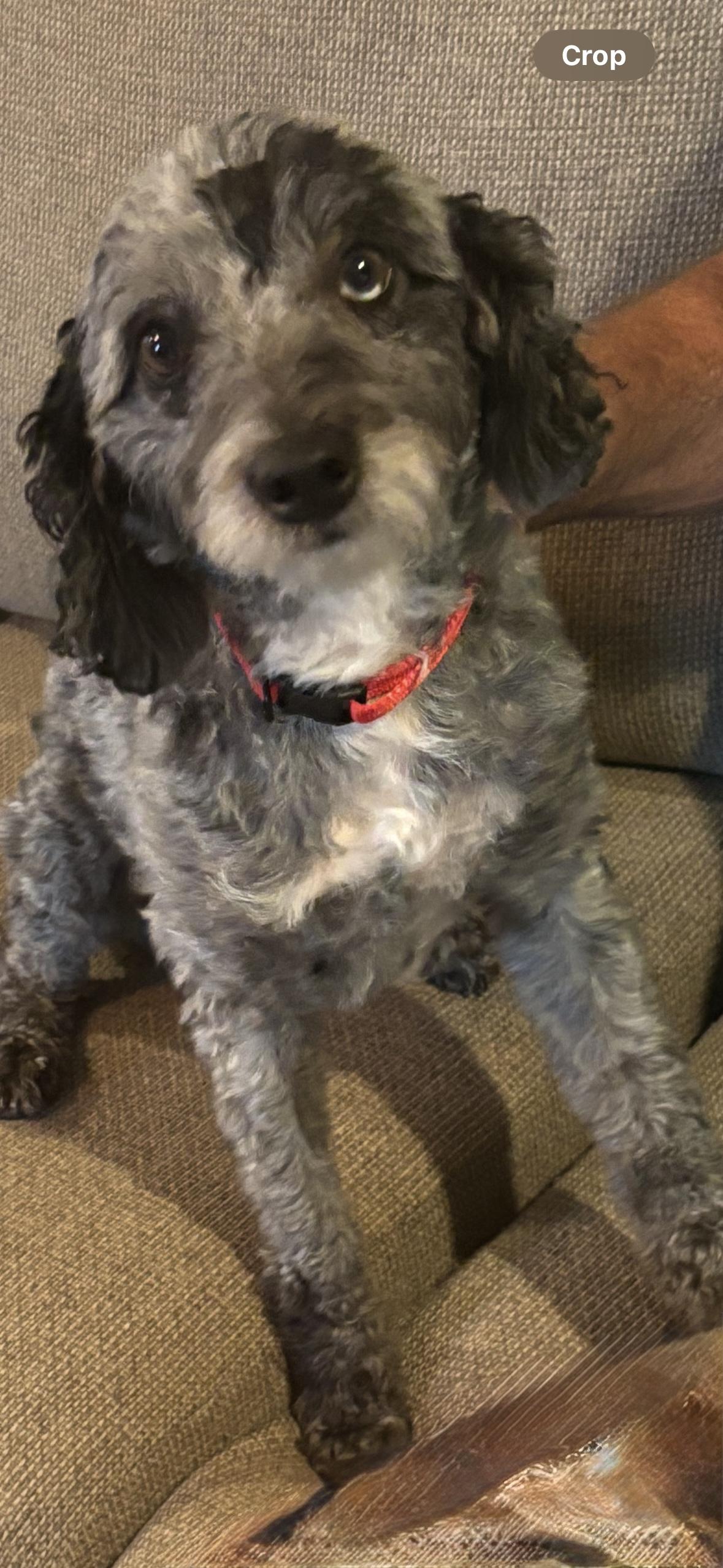 Enlarge Leo, a Adopted mixed breed in Eighty Four, PA image 1/2