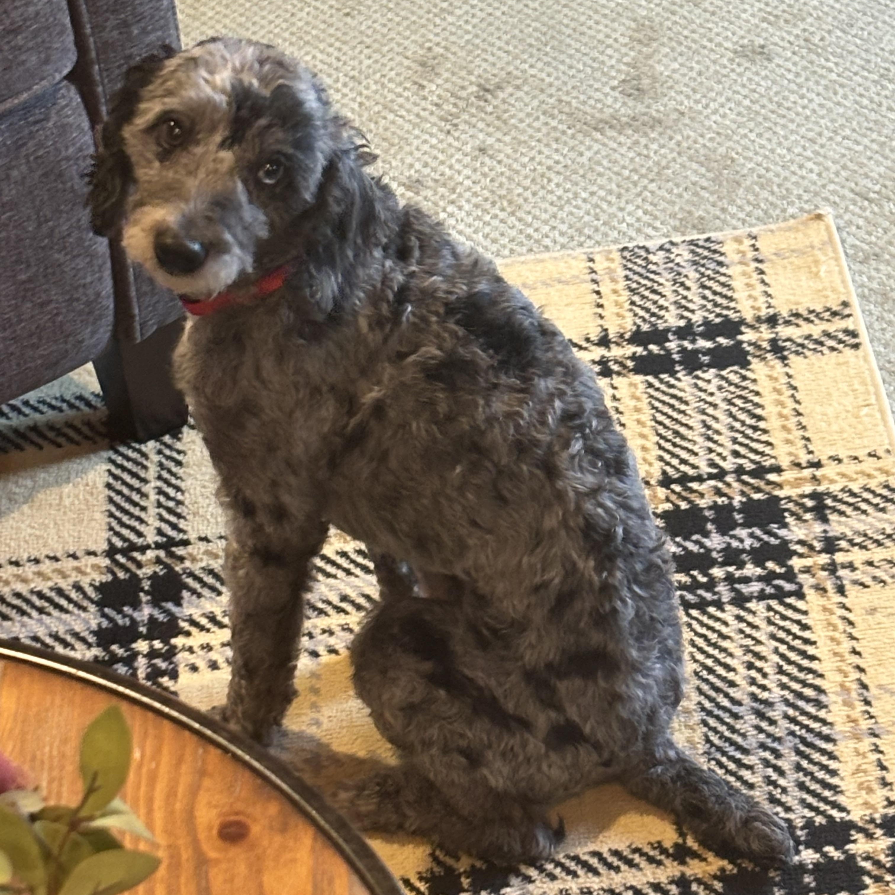 Enlarge Leo, a Adopted mixed breed in Eighty Four, PA image 2/2