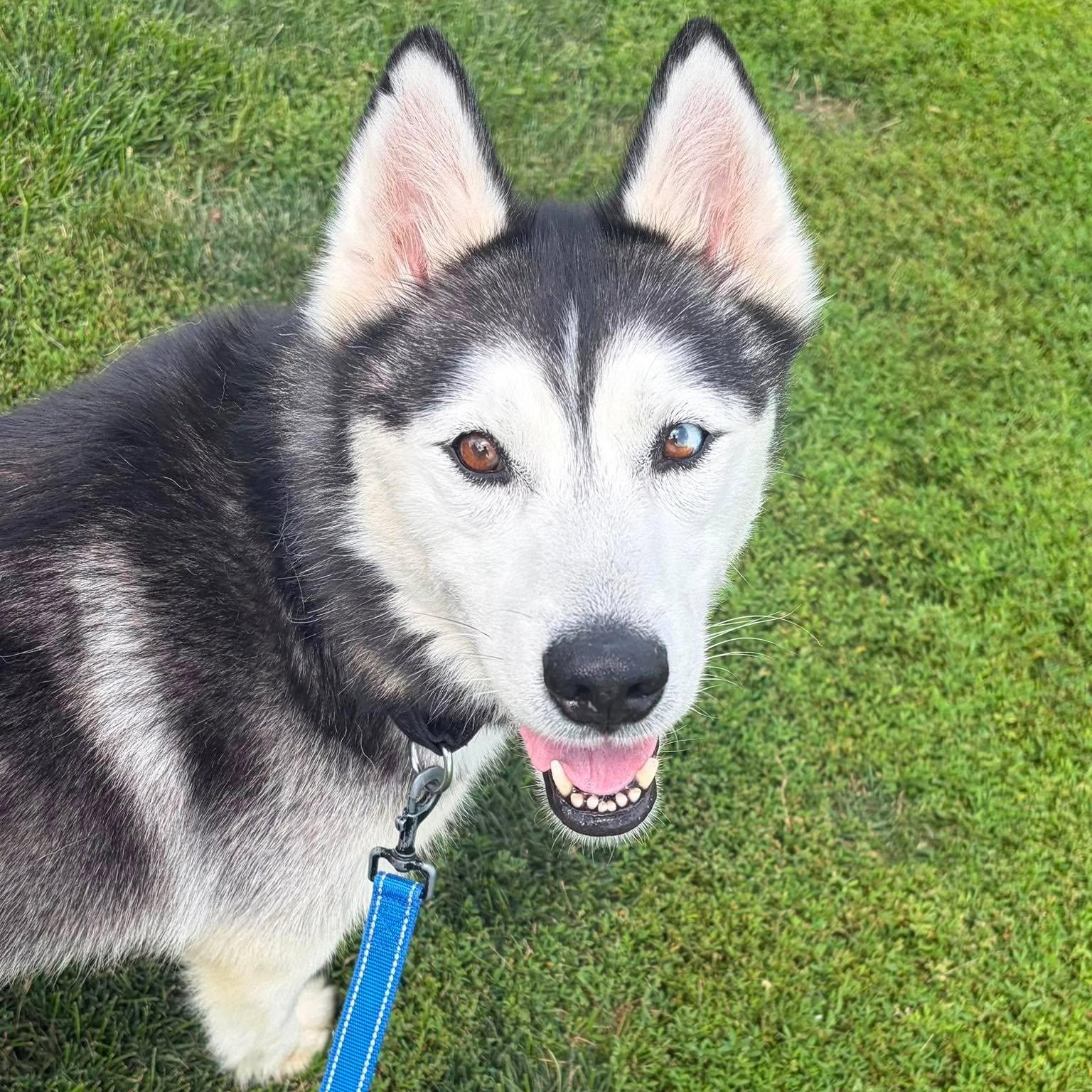 Berkeley, a ADOPTABLE Siberian Husky in Valparaiso, IN image 1/2