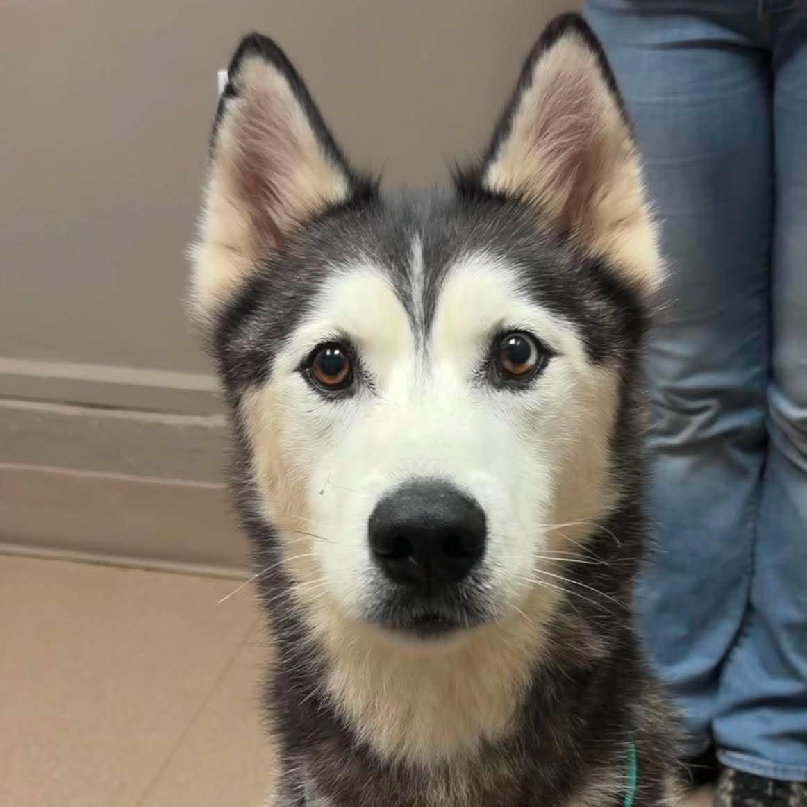 Berkeley, a ADOPTABLE Siberian Husky in Valparaiso, IN image 2/2