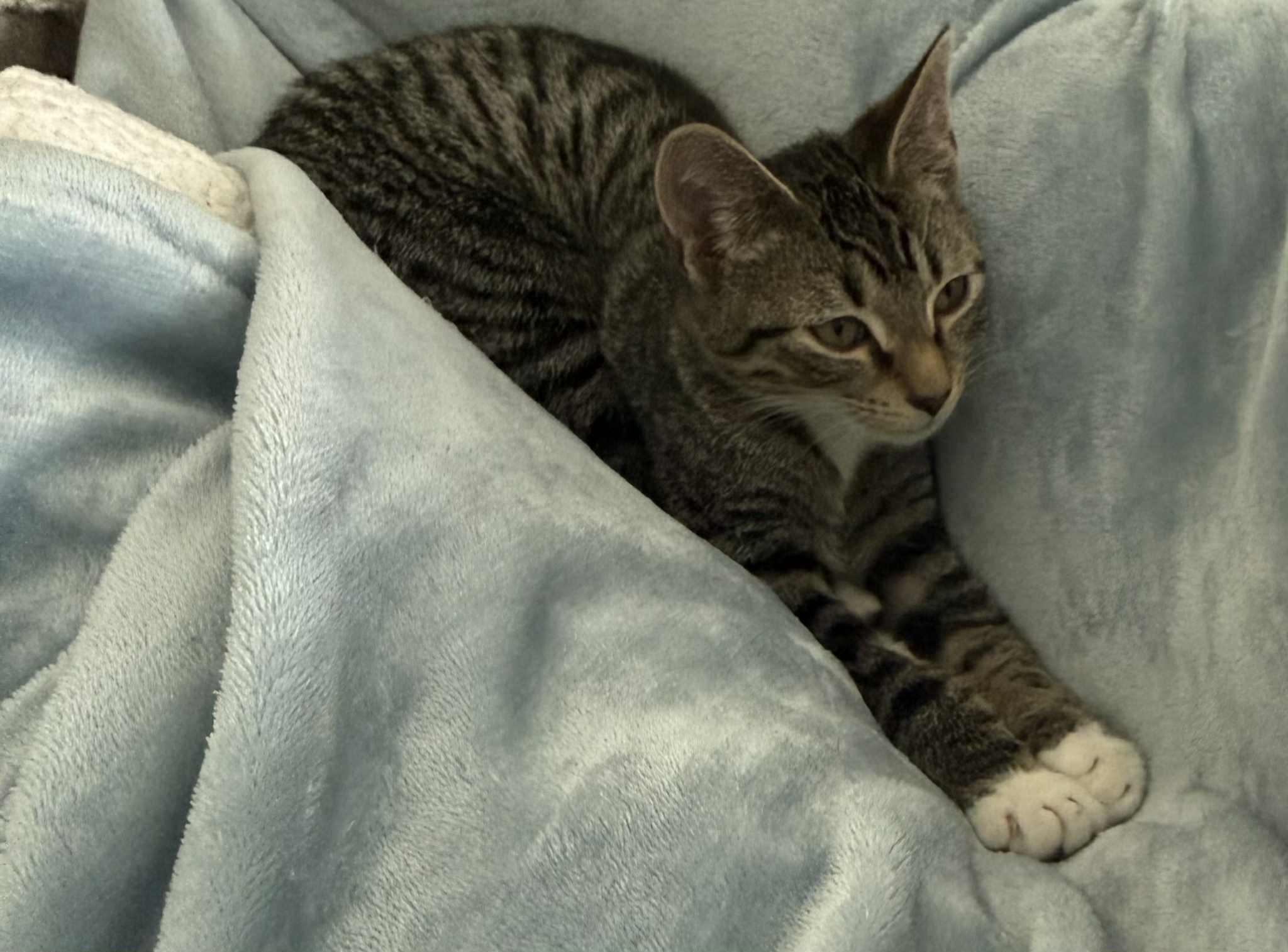 Enlarge MISO & TOFU, a Adoptable Domestic Short Hair in Fort Kent, ME image 5/6