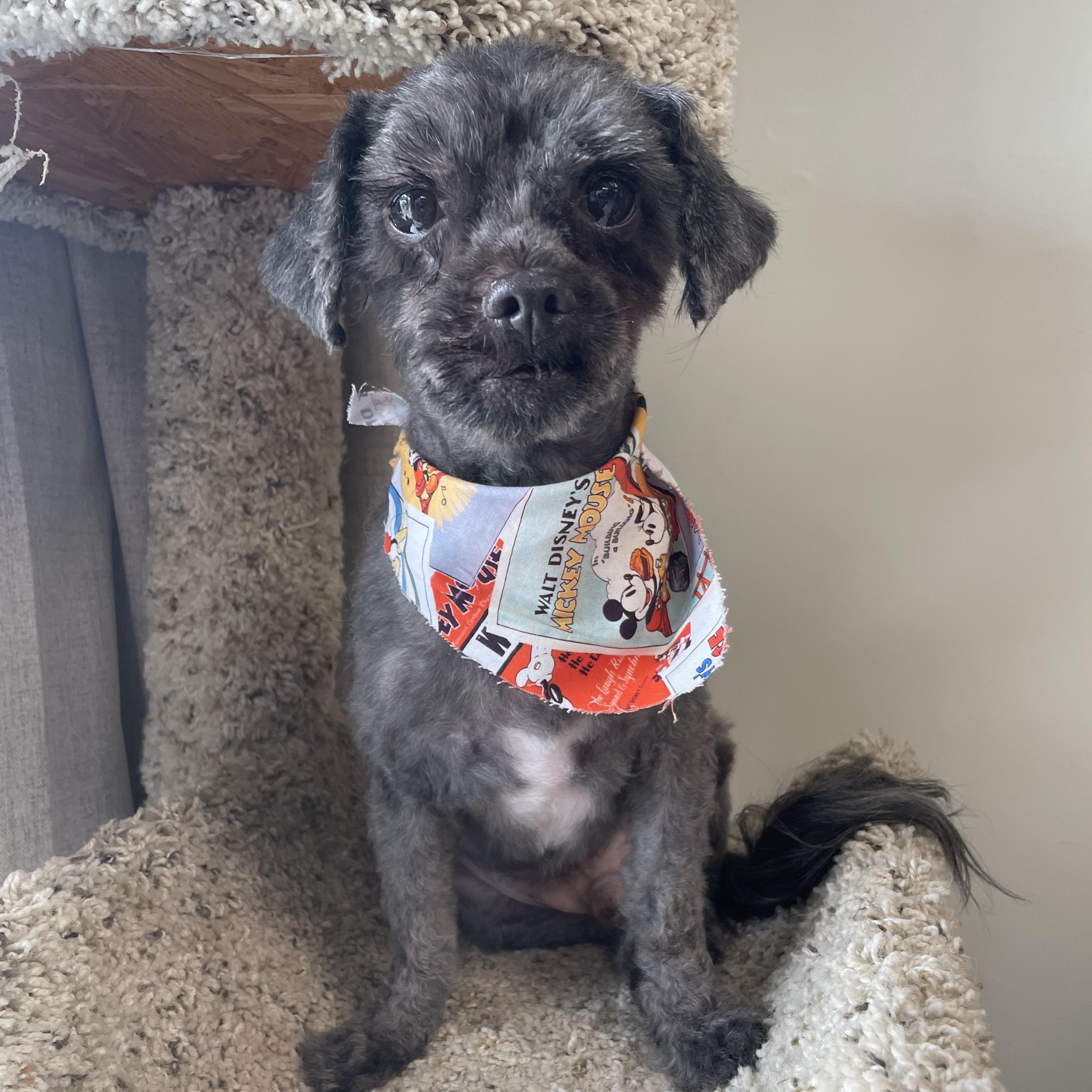 Oreo, adopted, Senior Male Shih Tzu.