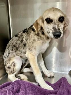 Enlarge Raleigh A2026492, a Adoptable mixed breed in Sherman, TX image 1/1