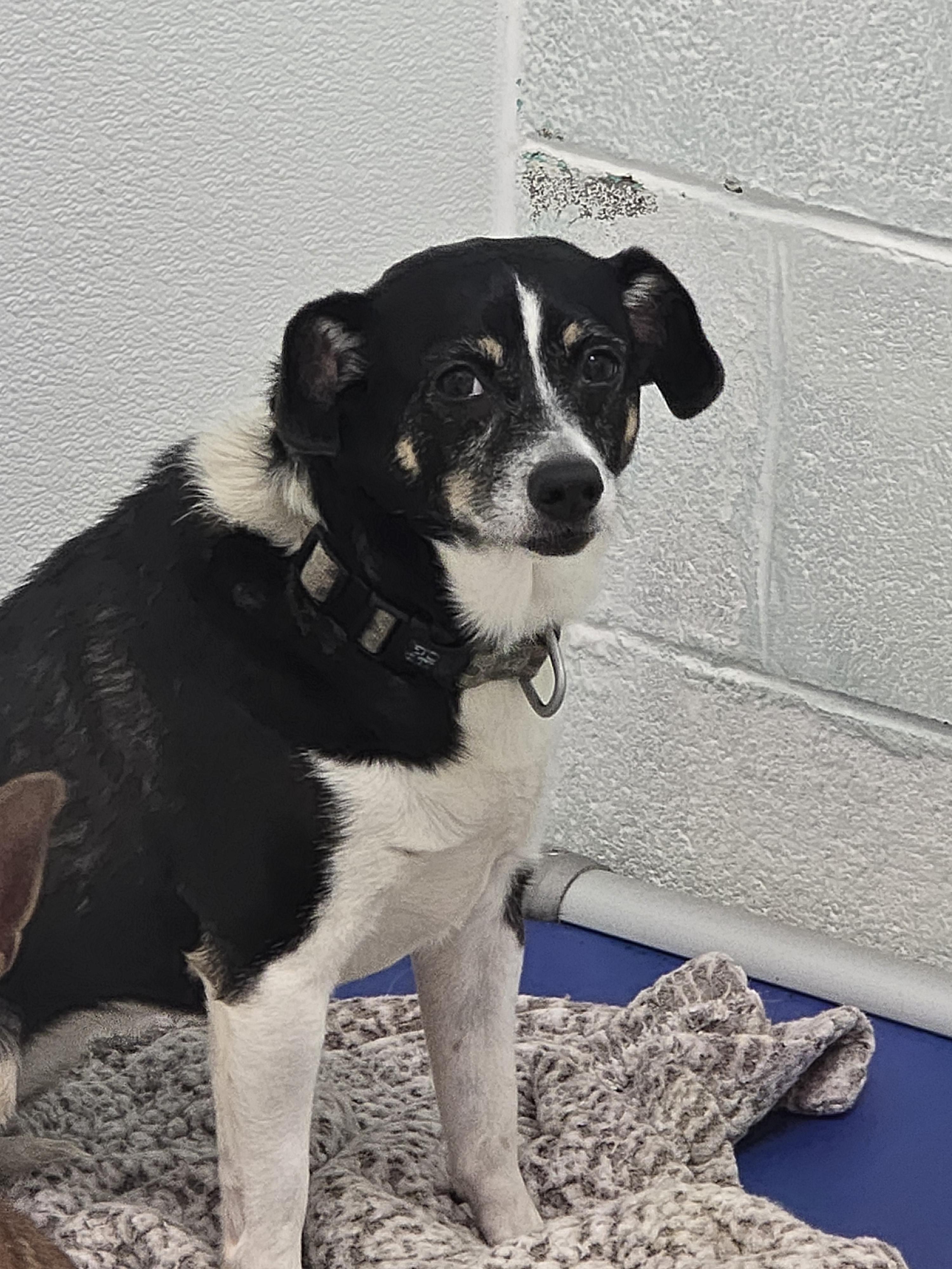 Enlarge Carrie, a ADOPTABLE mixed breed in Dandridge, TN image 1/2