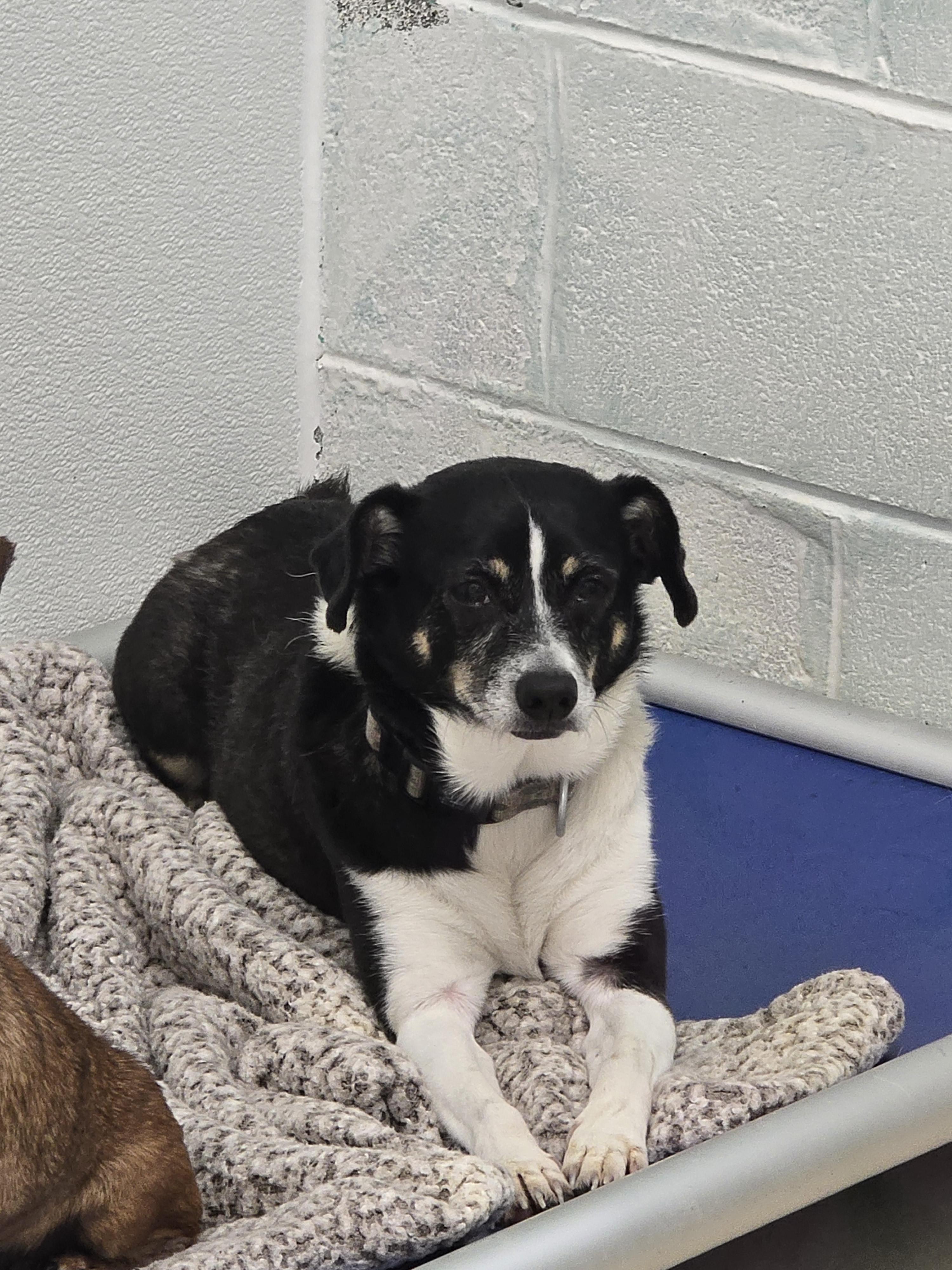 Enlarge Carrie, a ADOPTABLE mixed breed in Dandridge, TN image 2/2