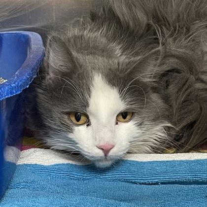 Enlarge Solin, a Adoptable Domestic Medium Hair in Flagstaff, AZ image 1/1