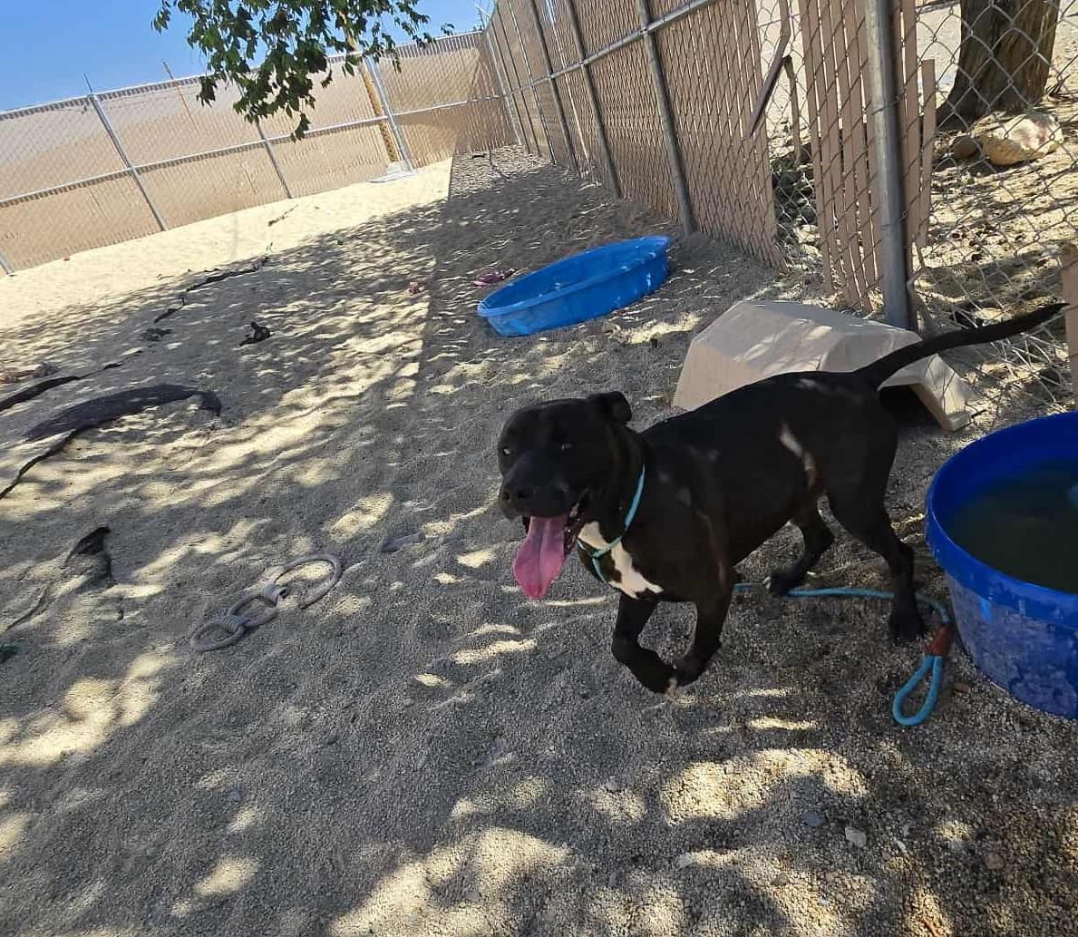 Enlarge Oswald, a Adoptable Pit Bull Terrier in Silver Springs, NV image 2/5