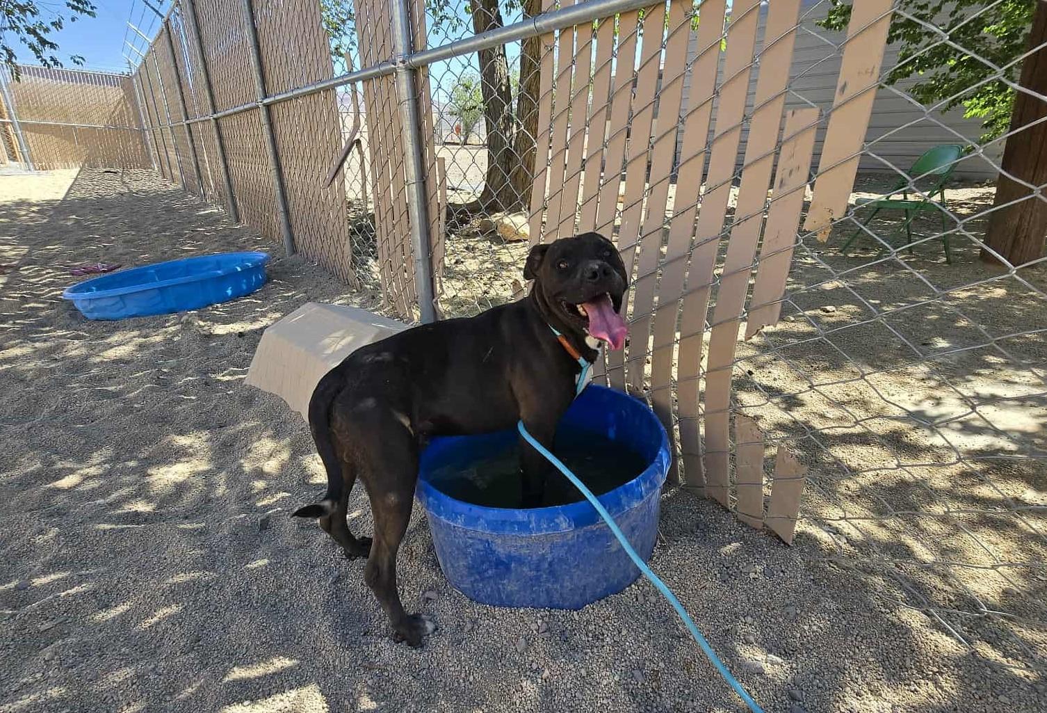 Oswald, Adult Male Pit Bull Terrier