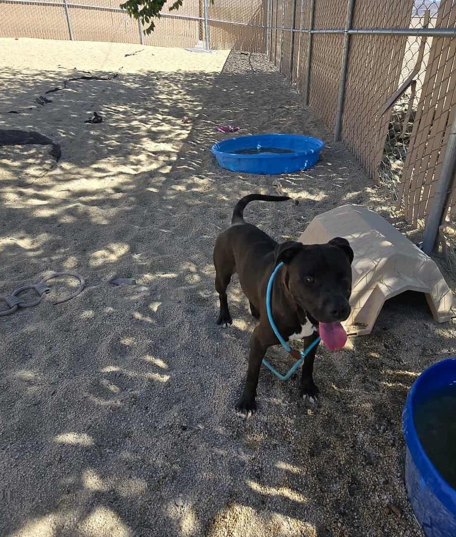 Enlarge Oswald, a Adoptable Pit Bull Terrier in Silver Springs, NV image 4/5