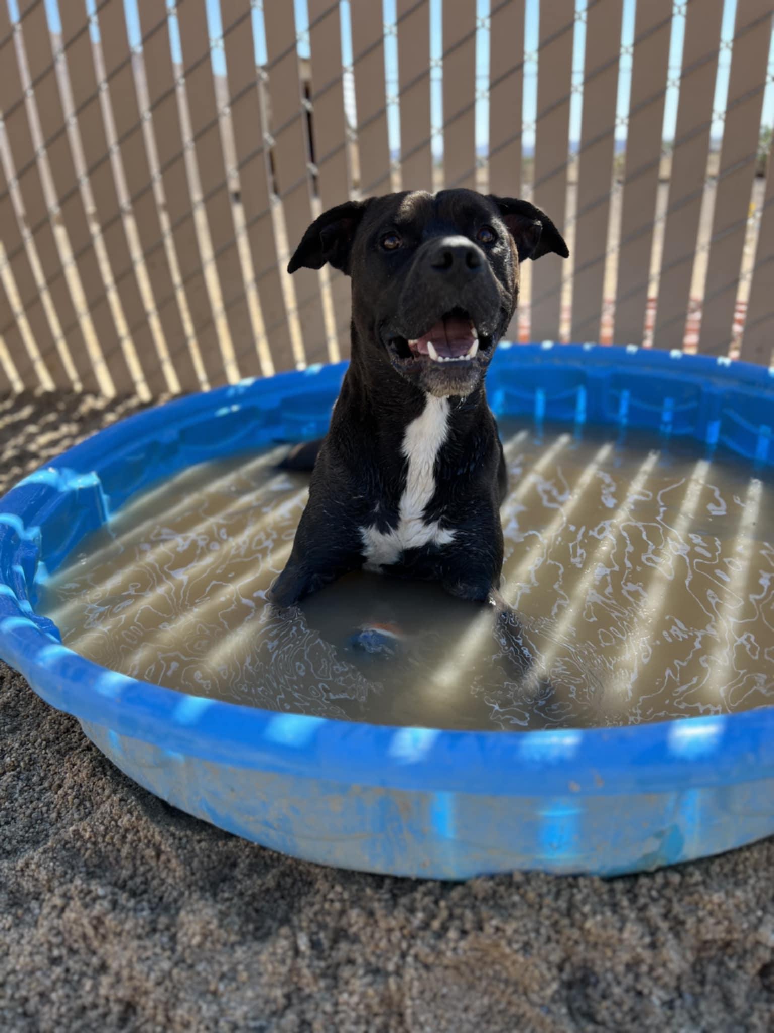 Enlarge Oswald, a Adoptable Pit Bull Terrier in Silver Springs, NV image 1/5