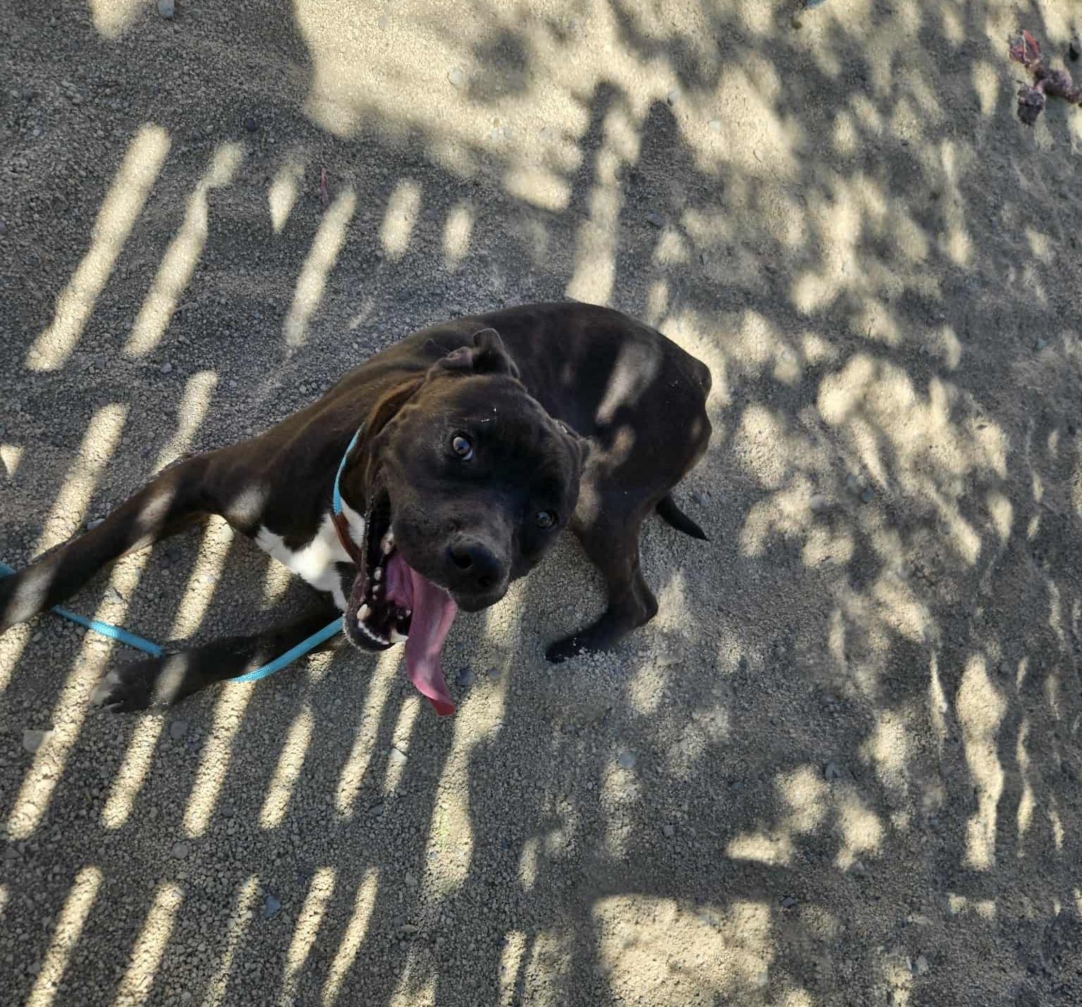 Enlarge Oswald, a Adoptable Pit Bull Terrier in Silver Springs, NV image 5/5