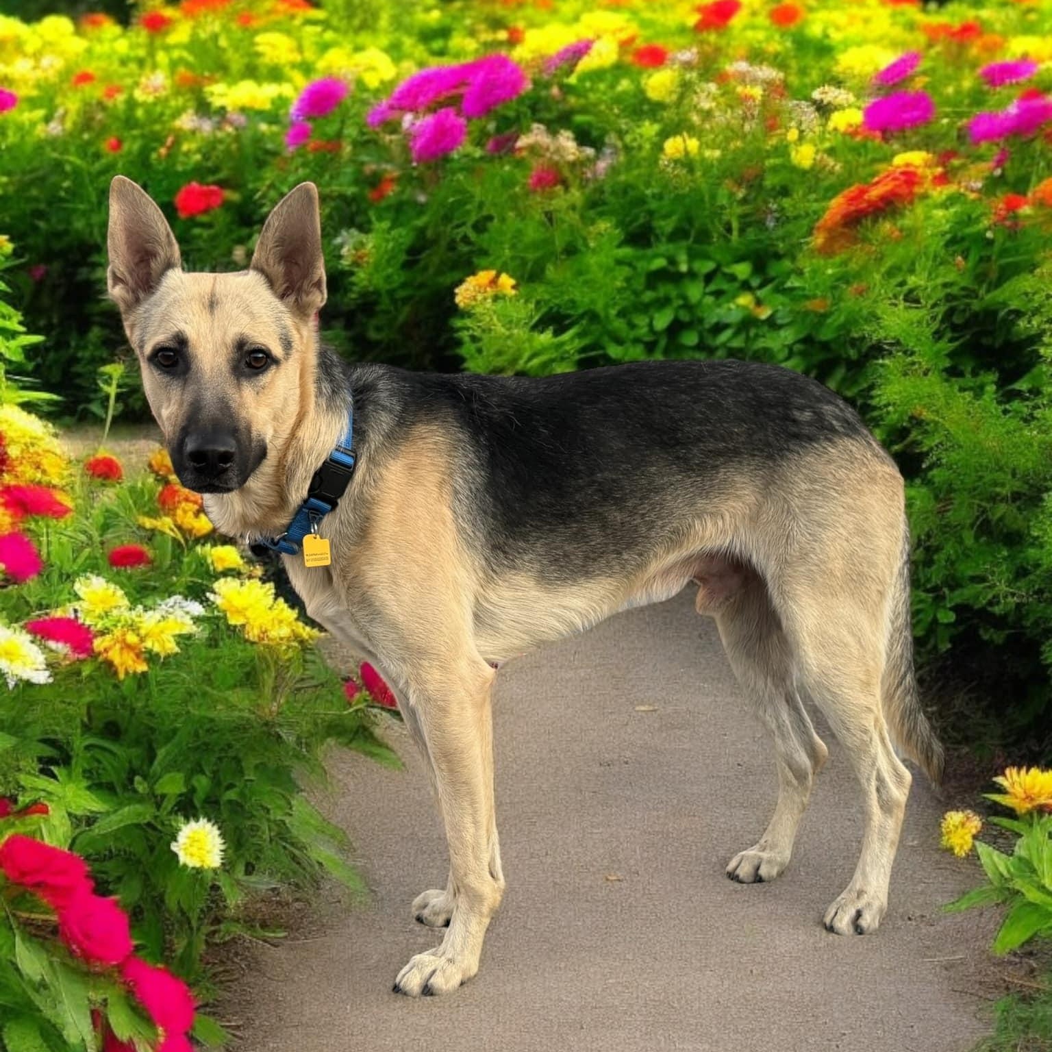 Dog for adoption Lacaster, a German Shepherd Dog in Ann Arbor, MI