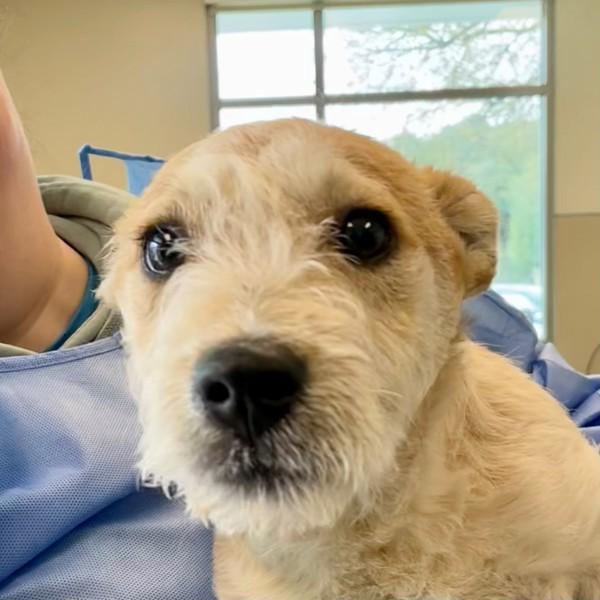 Enlarge Pop Rocks, a Adoptable mixed breed in Walnut Creek, CA image 1/1