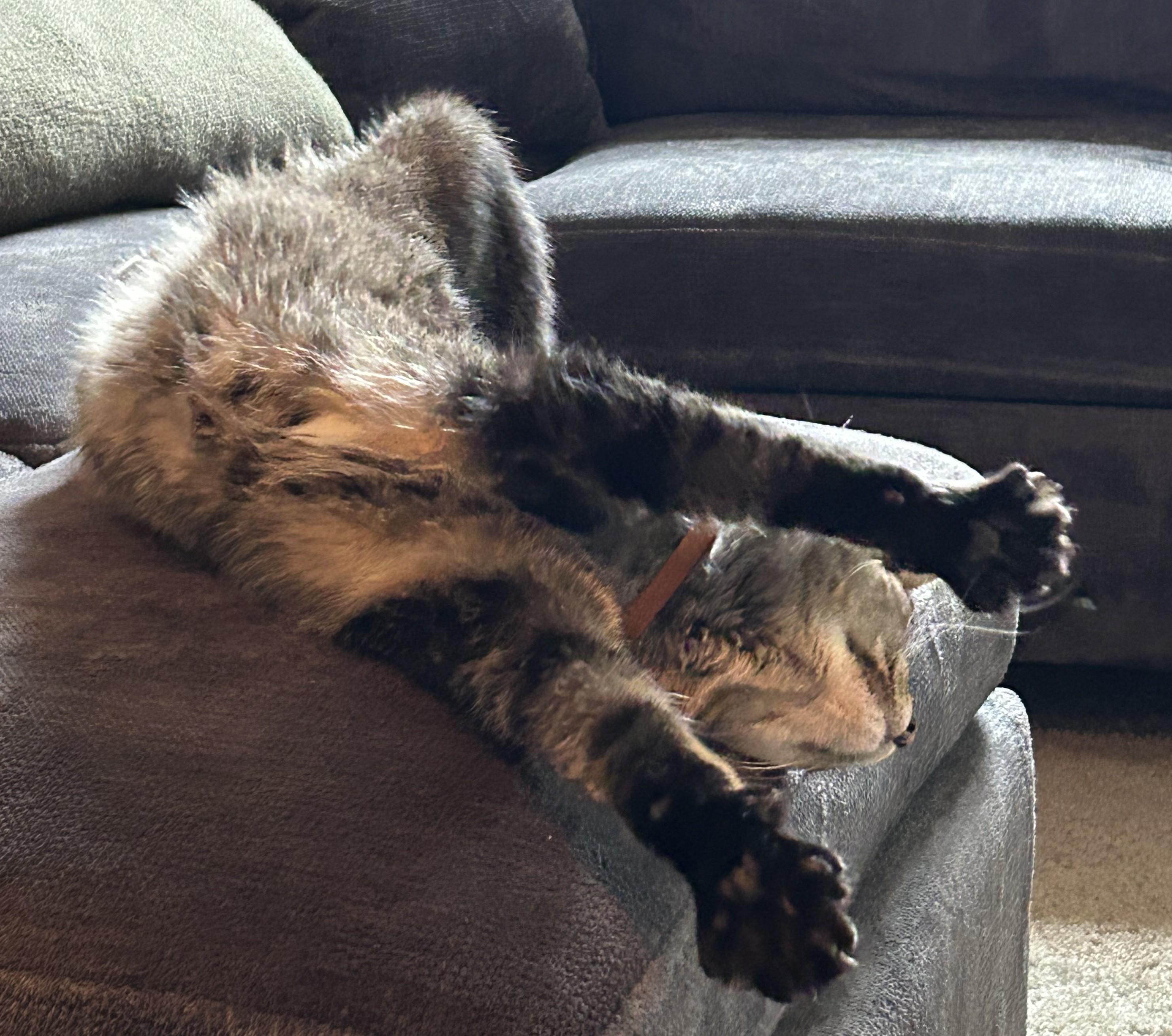 Enlarge Wally - lap cat - very social sweetheart, a Adoptable Tabby in Macomb, MI image 3/6
