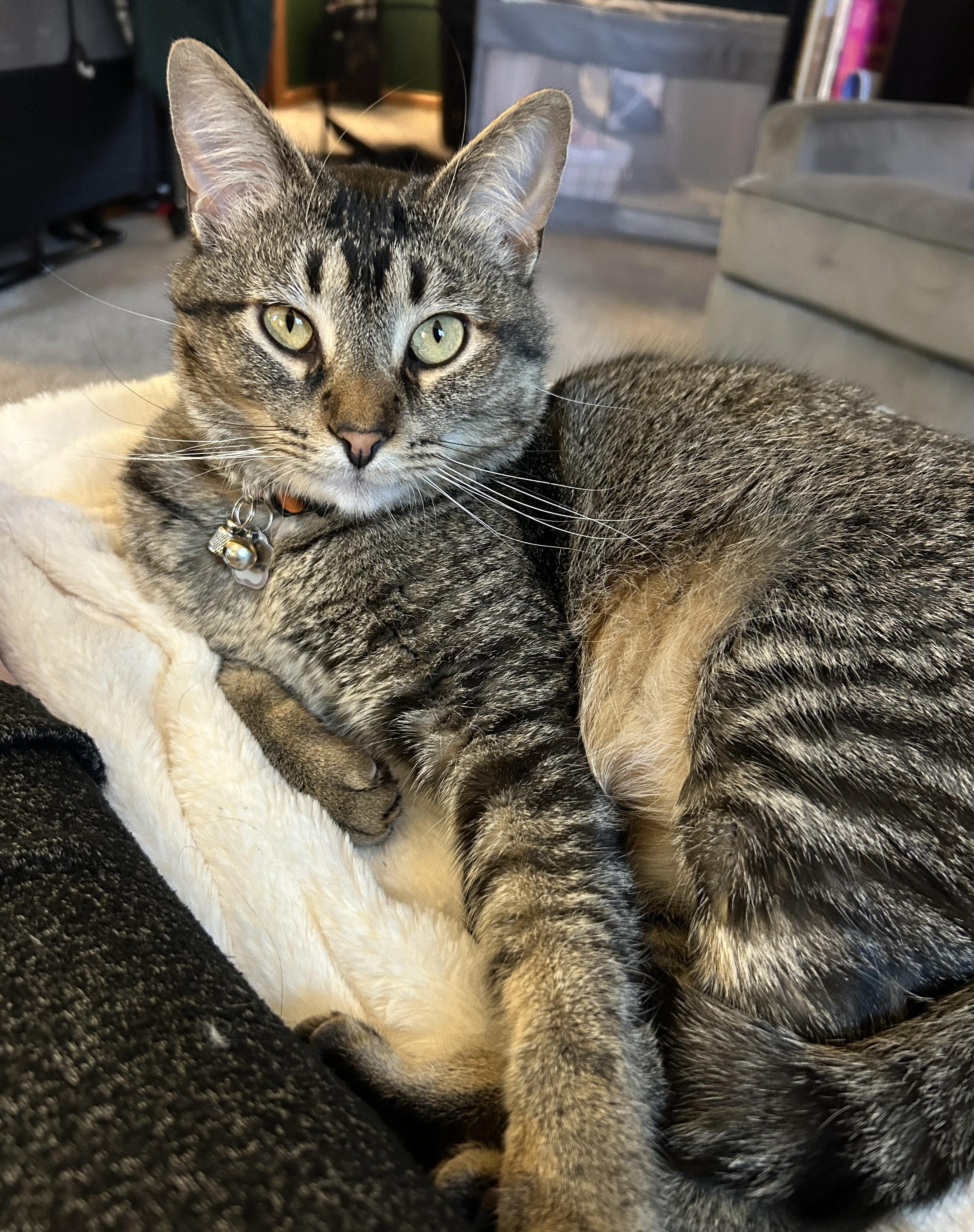 Enlarge Wally - lap cat - very social sweetheart, a Adoptable Tabby in Macomb, MI image 1/6