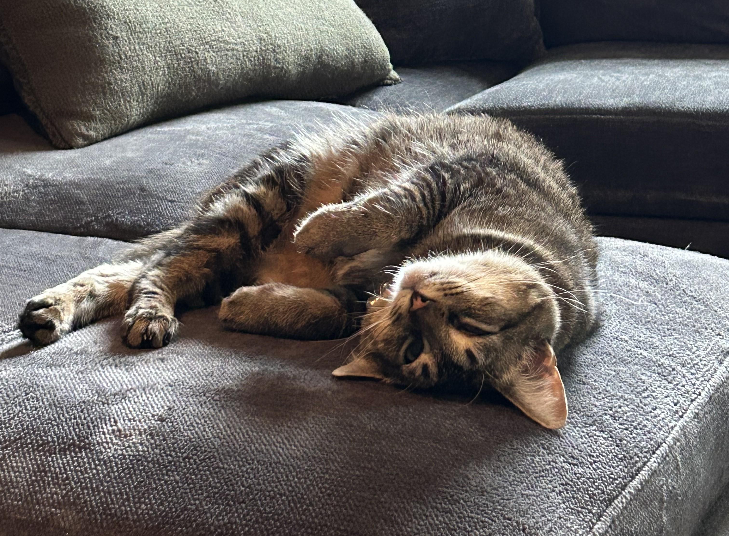 Enlarge Wally - lap cat - very social sweetheart, a Adoptable Tabby in Macomb, MI image 2/6
