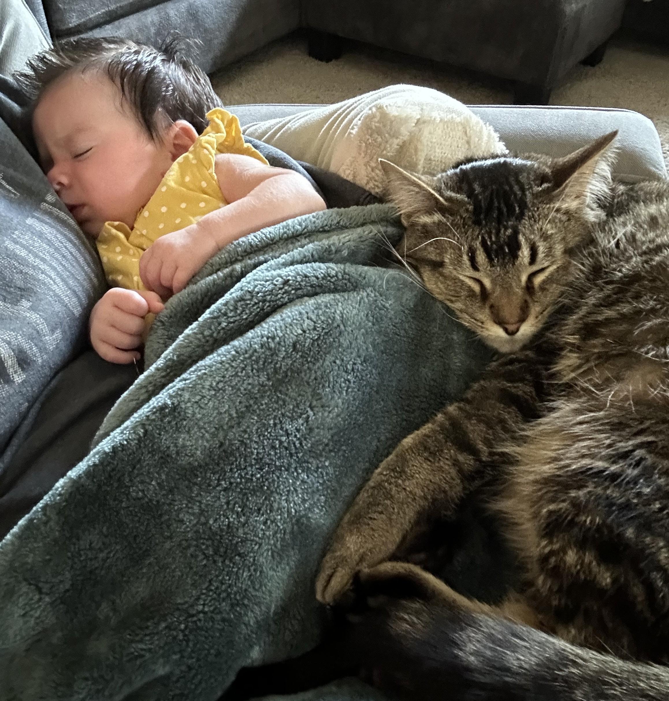 Enlarge Wally - lap cat - very social sweetheart, a Adoptable Tabby in Macomb, MI image 6/6
