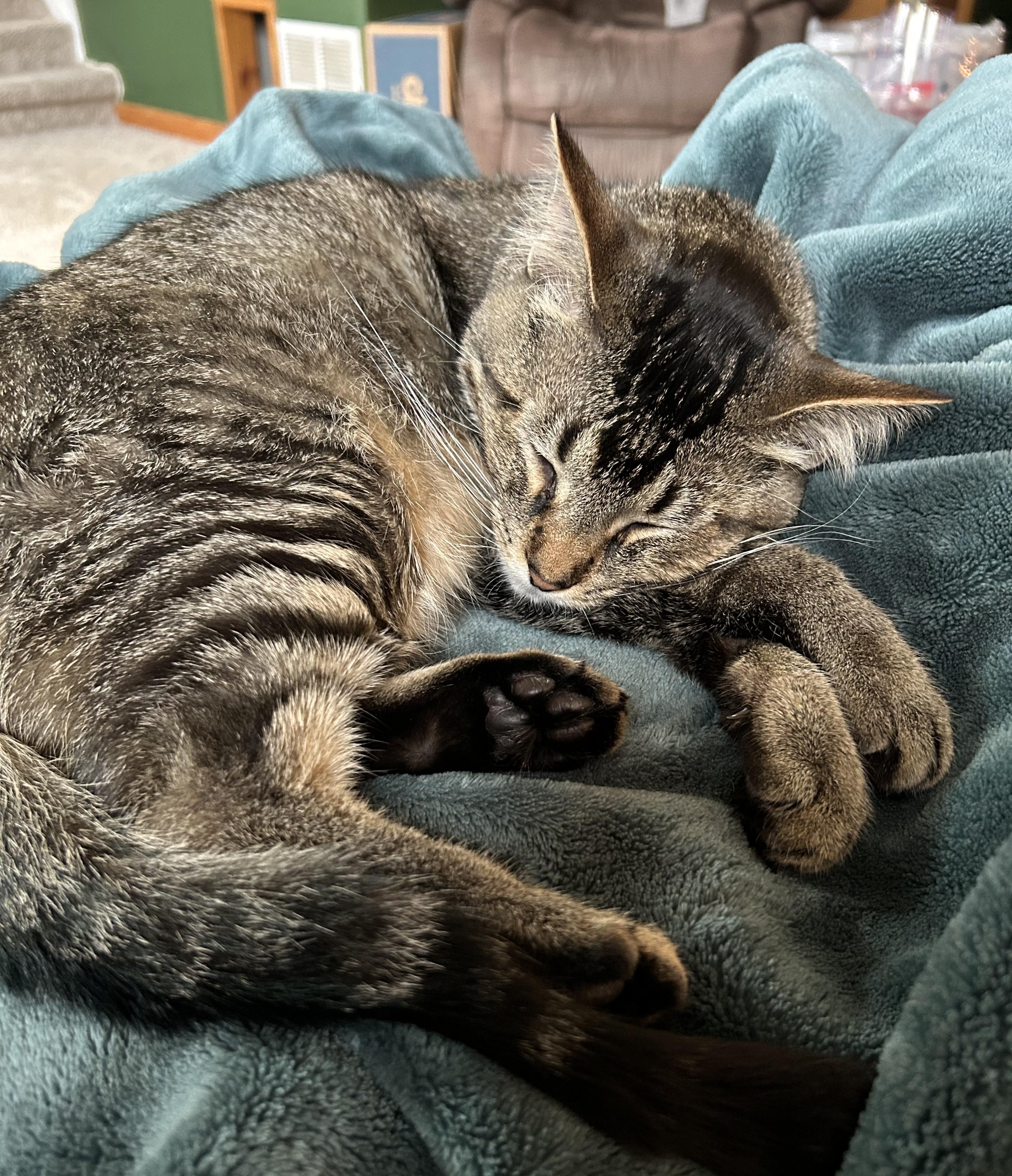 Enlarge Wally - lap cat - very social sweetheart, a Adoptable Tabby in Macomb, MI image 4/6