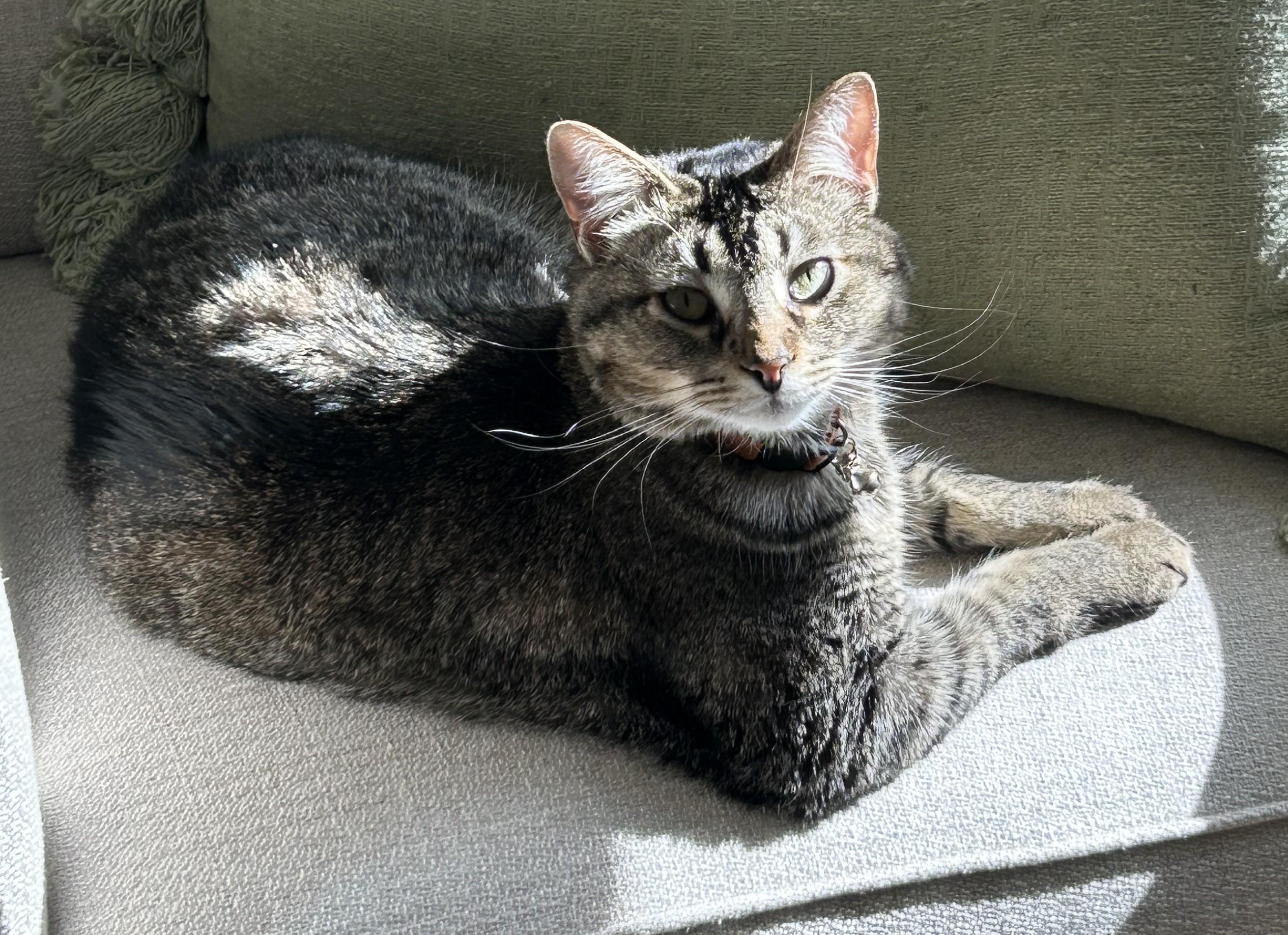 Enlarge Wally - lap cat - very social sweetheart, a Adoptable Tabby in Macomb, MI image 5/6