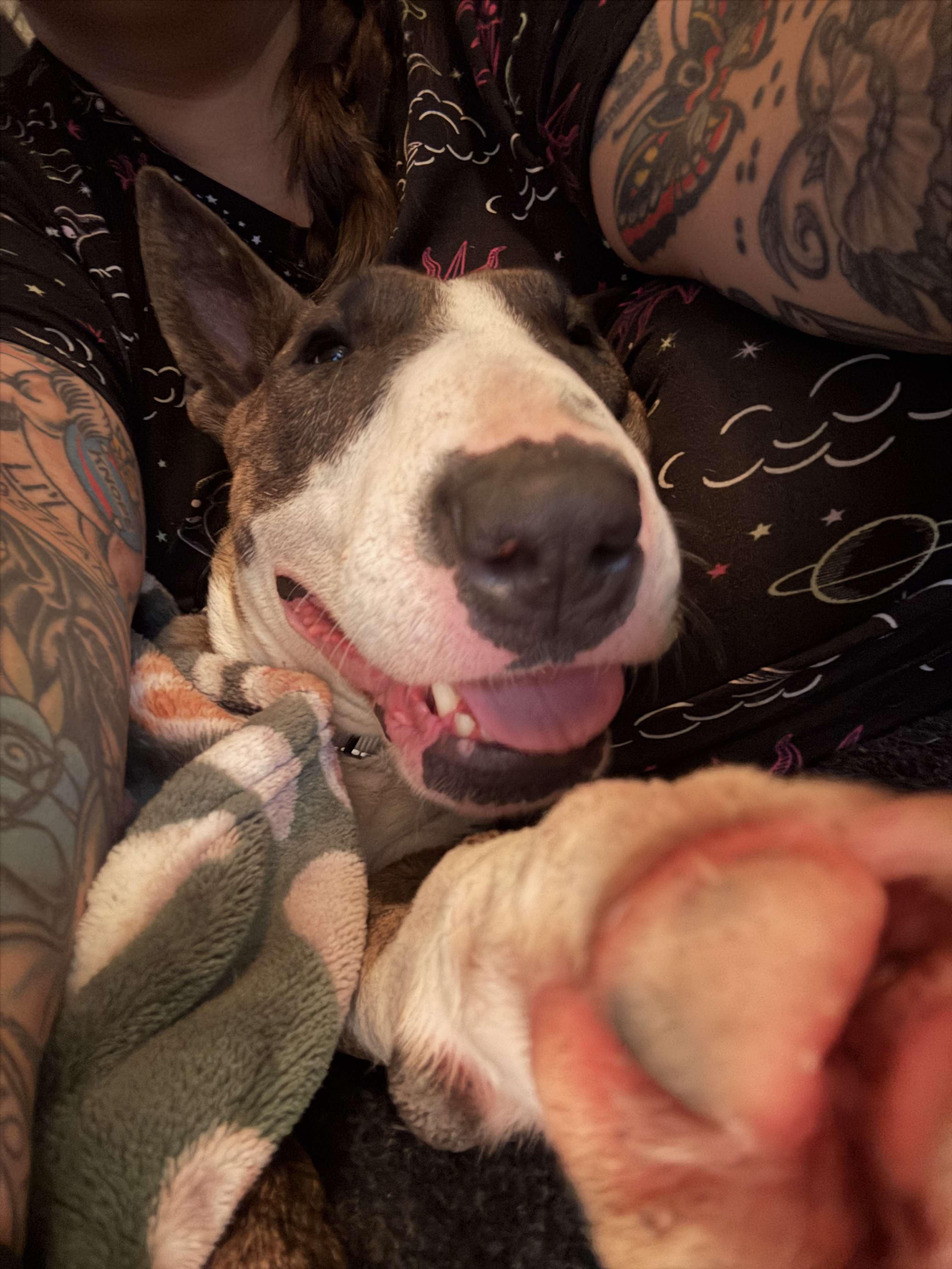 25-044 Fiona, Adopted, Adult Female Bull Terrier.