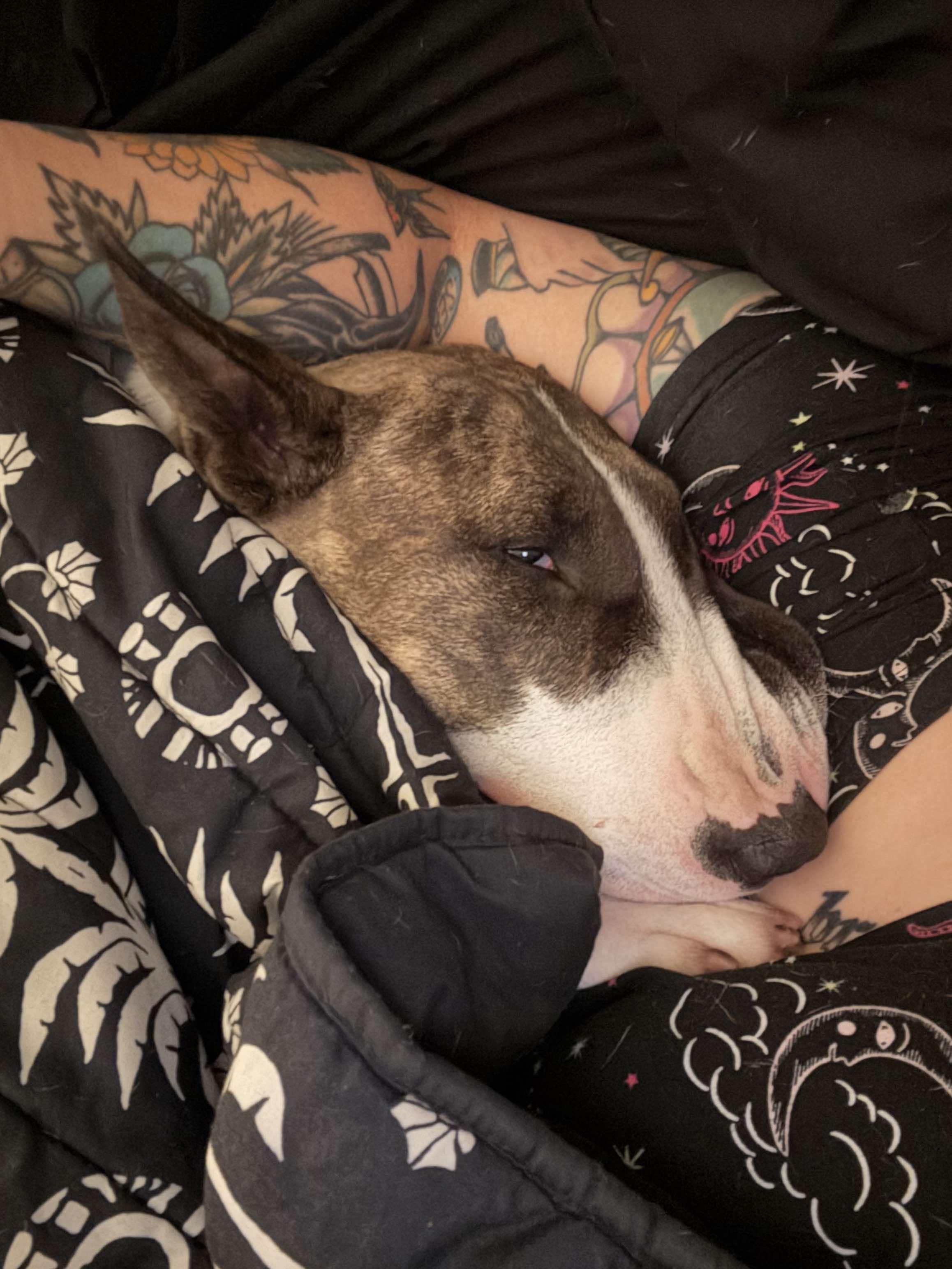 Enlarge 25-044 Fiona, a Adopted Bull Terrier in New York, NY image 3/4