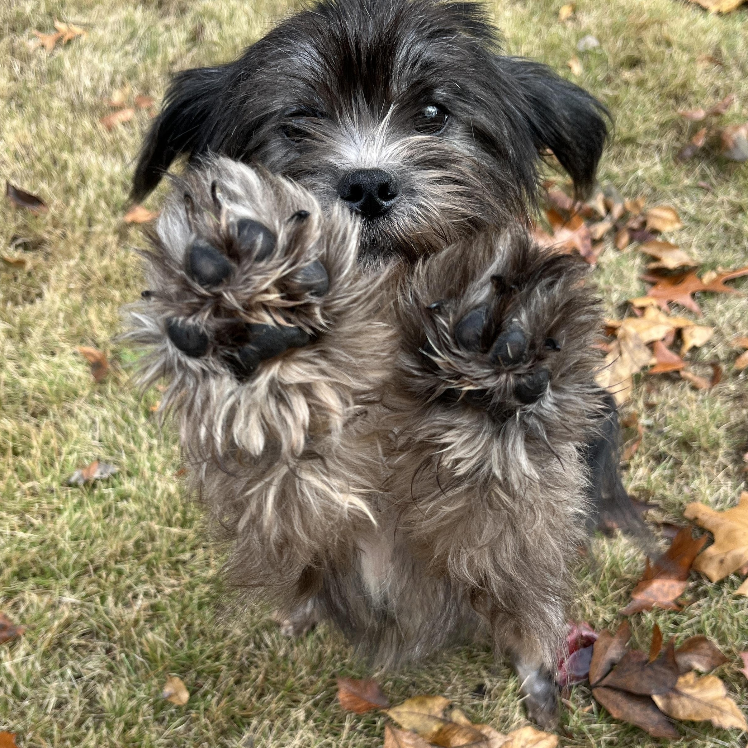 Enlarge Ivy, a Adoptable mixed breed in Quakertown , PA image 1/4