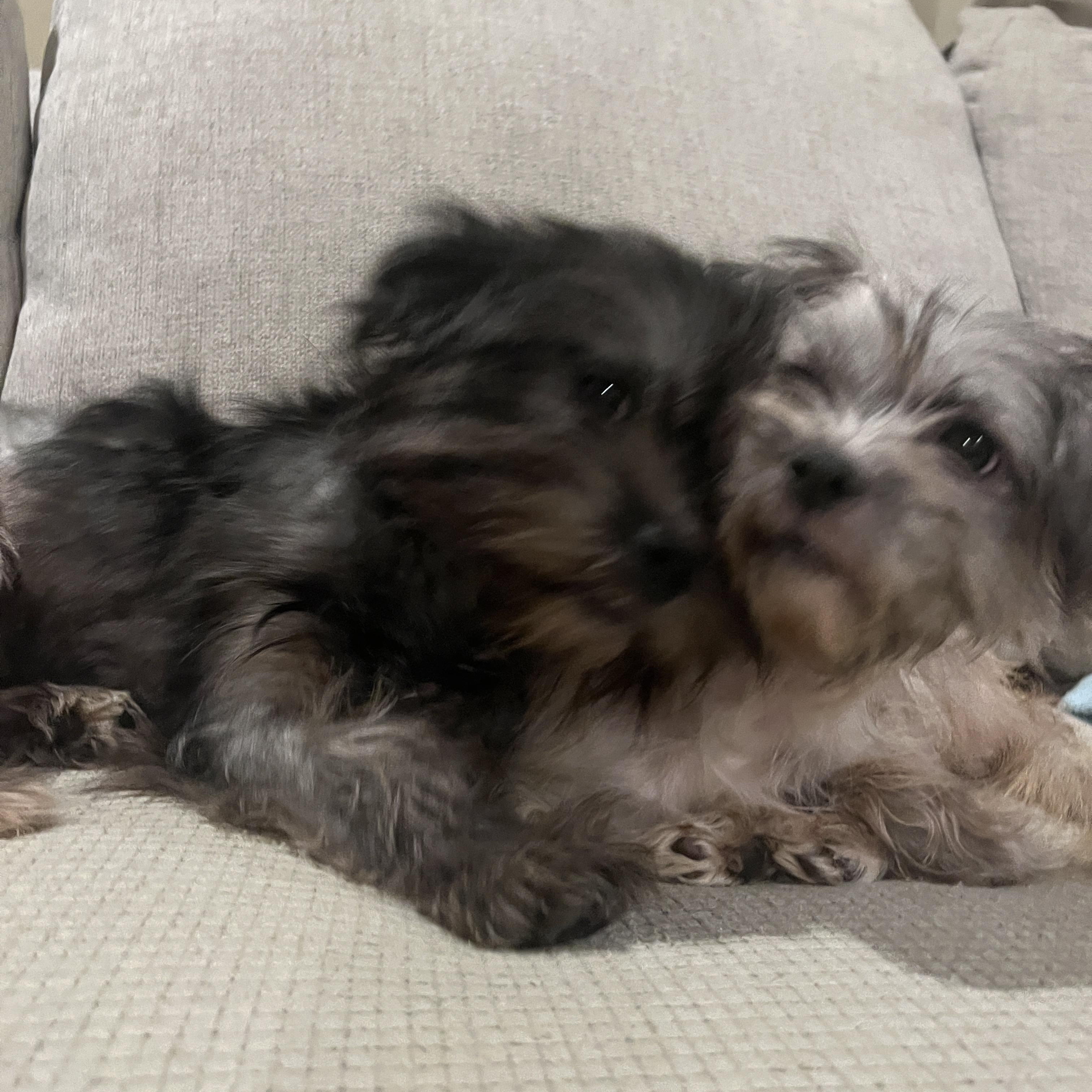 Enlarge Ivy, a Adoptable mixed breed in Quakertown , PA image 3/4