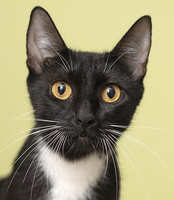 Enlarge Miss Honey, a Adoptable Tuxedo in Chicago, IL image 2/6
