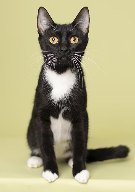 Enlarge Miss Honey, a Adoptable Tuxedo in Chicago, IL image 5/6