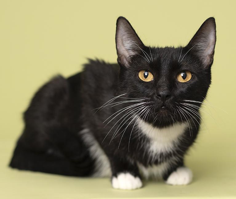 Enlarge Miss Honey, a Adoptable Tuxedo in Chicago, IL image 6/6