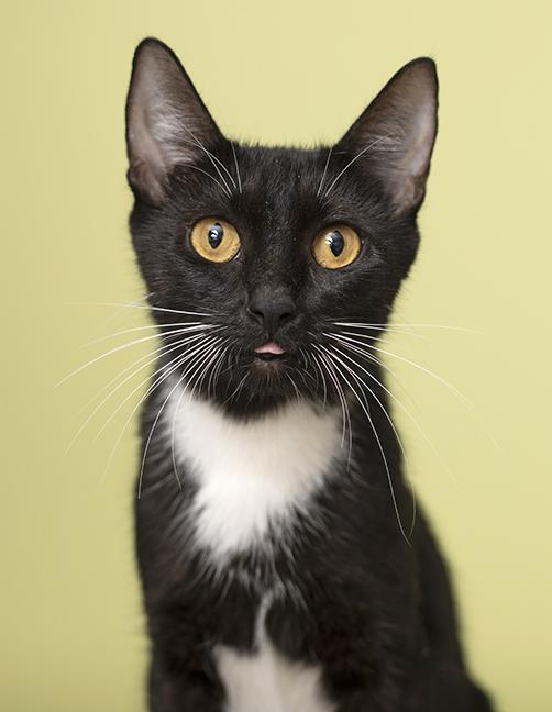 Enlarge Miss Honey, a Adoptable Tuxedo in Chicago, IL image 4/6