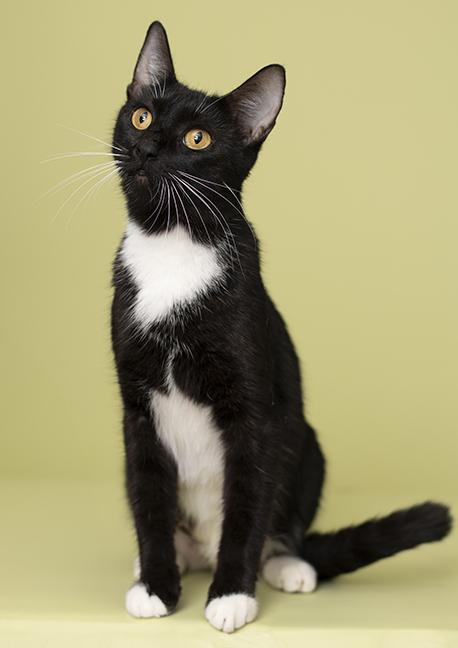 Enlarge Miss Honey, a Adoptable Tuxedo in Chicago, IL image 3/6