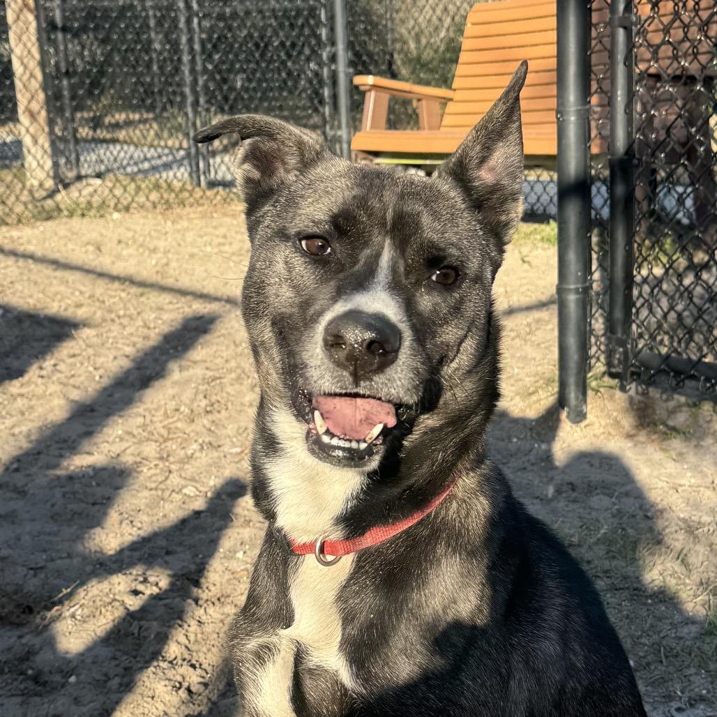 Ginger, Adoptable, Adult Female Mixed Breed.