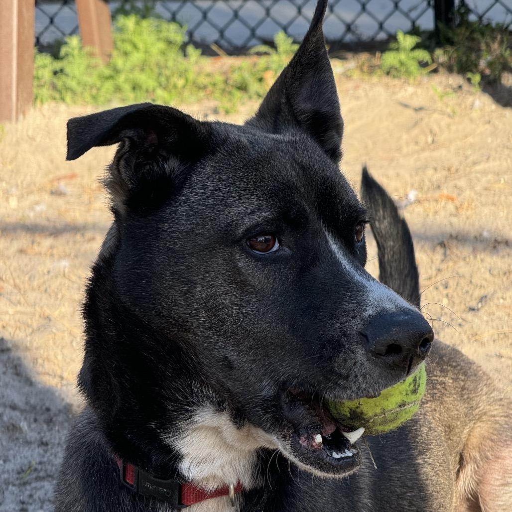 Enlarge Ginger, a Adoptable Mixed Breed in Jacksonville, FL image 2/2