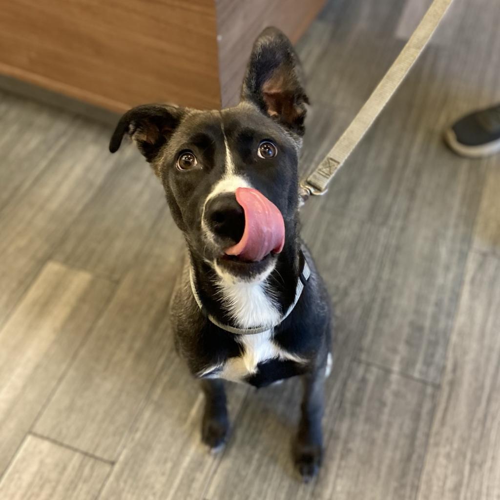 Enlarge Ginger, a Adoptable Mixed Breed in Jacksonville, FL image 1/2